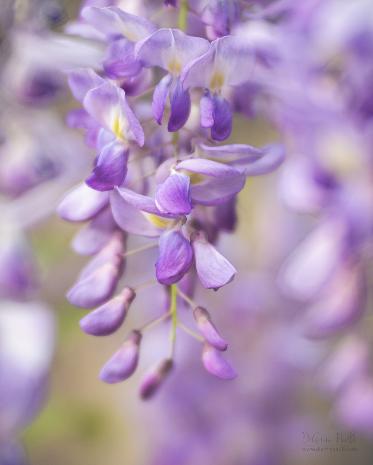 We’re experiencing a cold snap in the south just when everything is blooming.  I feared the predicted winds and storms would blow off all blossoms last night and the freeze expected tonight would impact the buds. So, I spent yesterday afternoon on our land photographing everything I could. The winds were already picking up ahead of the front so I set the cameras on high-speed continuous shooting hoping I would catch at least one of each series in focus. When the batteries were dead and the cards were full I came in.  I now have over 1100 images to cull and edit. That won’t happen today as client images have priority status, but I did pull out this one.

Canon 5D Mark III, Lensbaby Velvet 85, f/2.8, ISO 100, 1/125s

If you’re interested in a Lesbaby, they are having a mega sale right now on lenses that have been used as demos.  I added a Velvet 28 to my collection during the sale as well as upgrading my Composer Pro to the Composer Pro II and my original double glass to a double glass II.  https://lensbaby.com/

#wisteria #shootextraordinary #diannapaulkphotography @lensbabyusa #seeinanewway #floralphotography