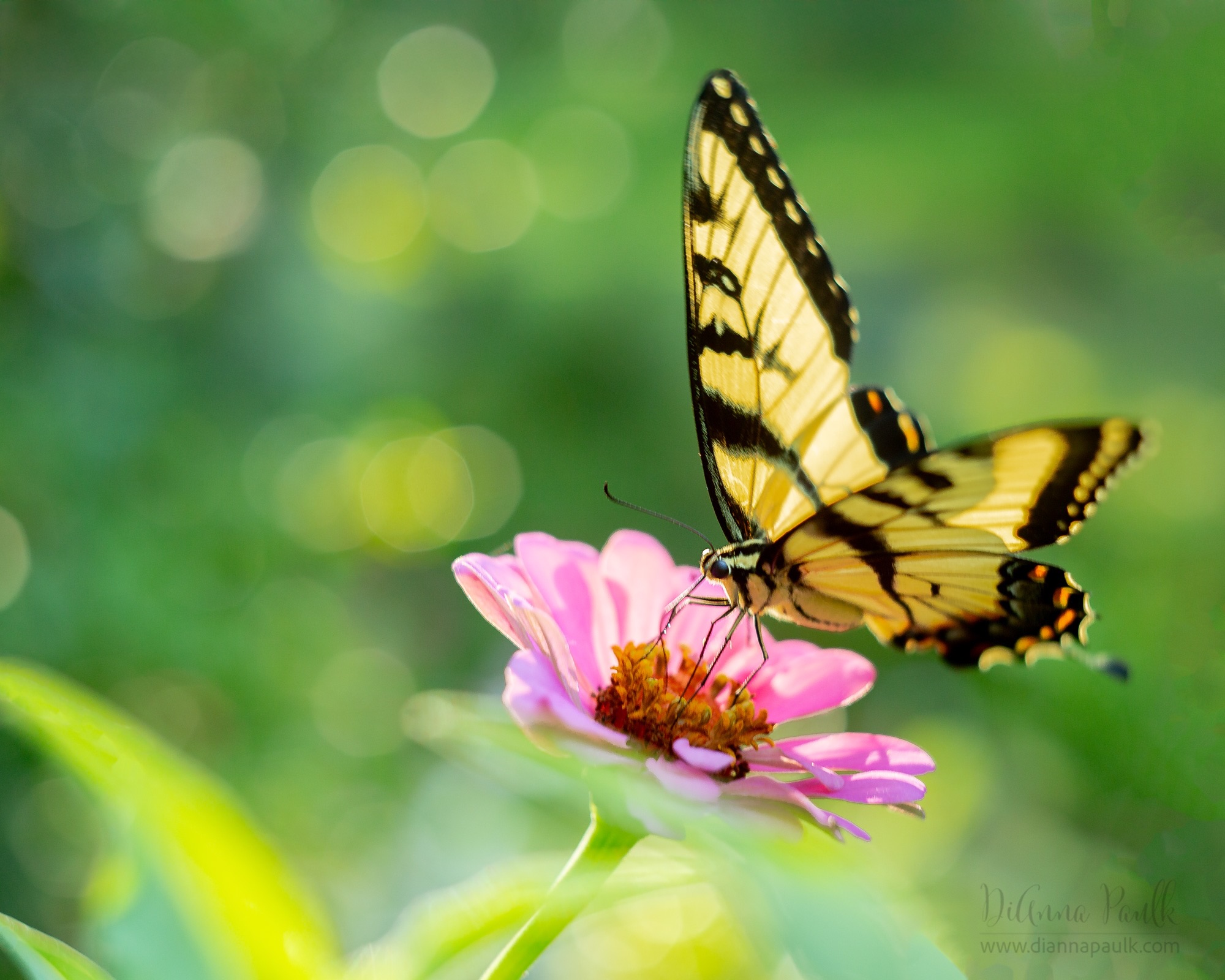 I took my Helios 44-2 (vintage lens made in the USSR) out for a photo walk this morning.  This was one of those moments of unexpected joy when a beautiful butterfly landed on a zinnia I was photographing. 

Canon 5D Mark III, Helios 44-2 + Kenko 12mm, 1/125s, ISO 500, it is very hard for me to read the f-stops on that lens but I think I had it wide open or close to it.  Very minor editing in LR and Photoshop.  All that beautiful bokeh is from the lens.

#helios442 #flowerphotography #butterfly #diannapaulkphotography #bokeh