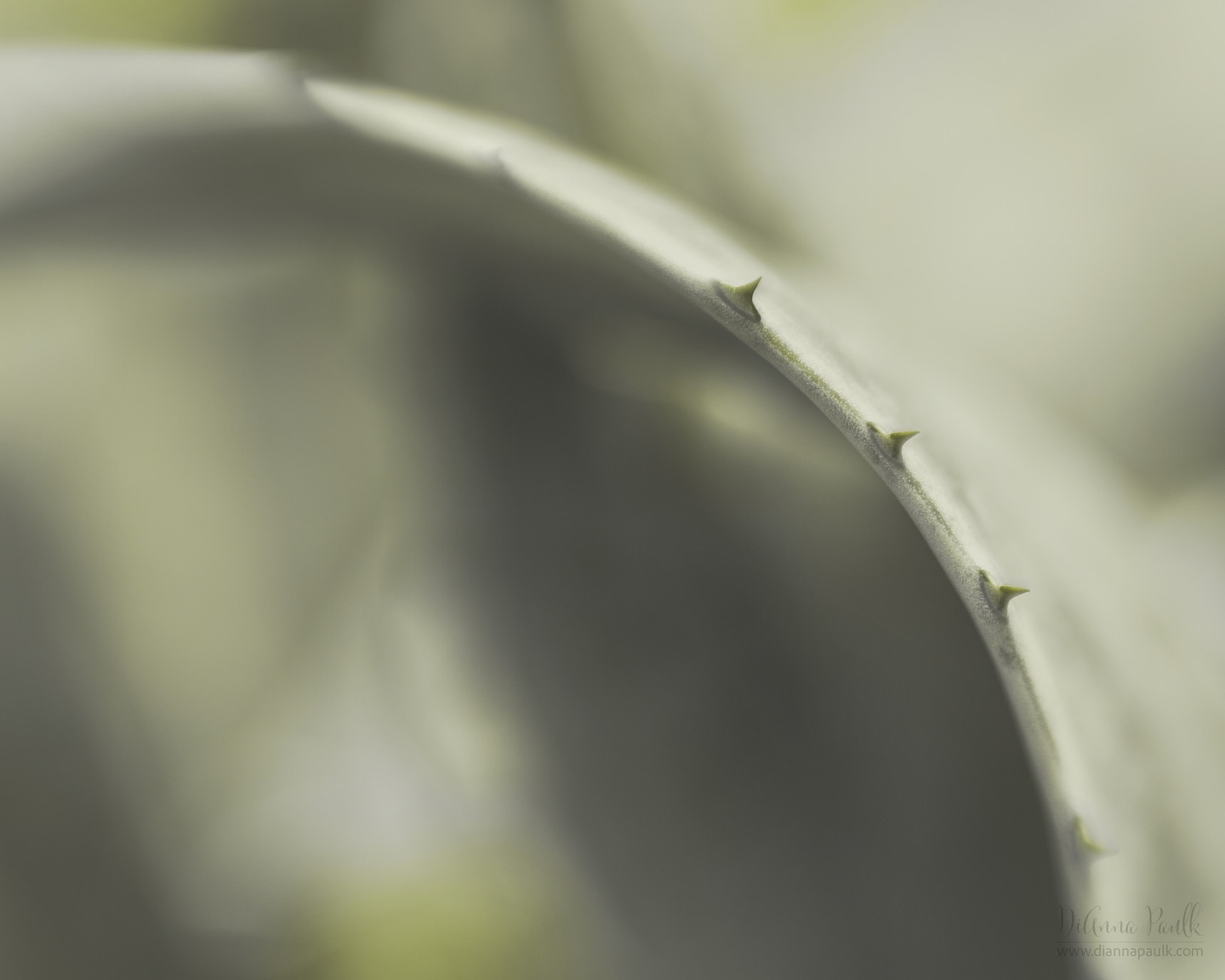 Century Plant

The March Color Chase Challenge is Olive Gray.

Canon 5D Mark III, Lensbaby Composer Pro with Sweet 50 plus stacked 8mm and 16mm macro converter.  f/2.8, 1/100s, ISO 125, overcast sky.

#colorchasechallenge #ccc_olivegray #shootextraordinary @lensbabyusa