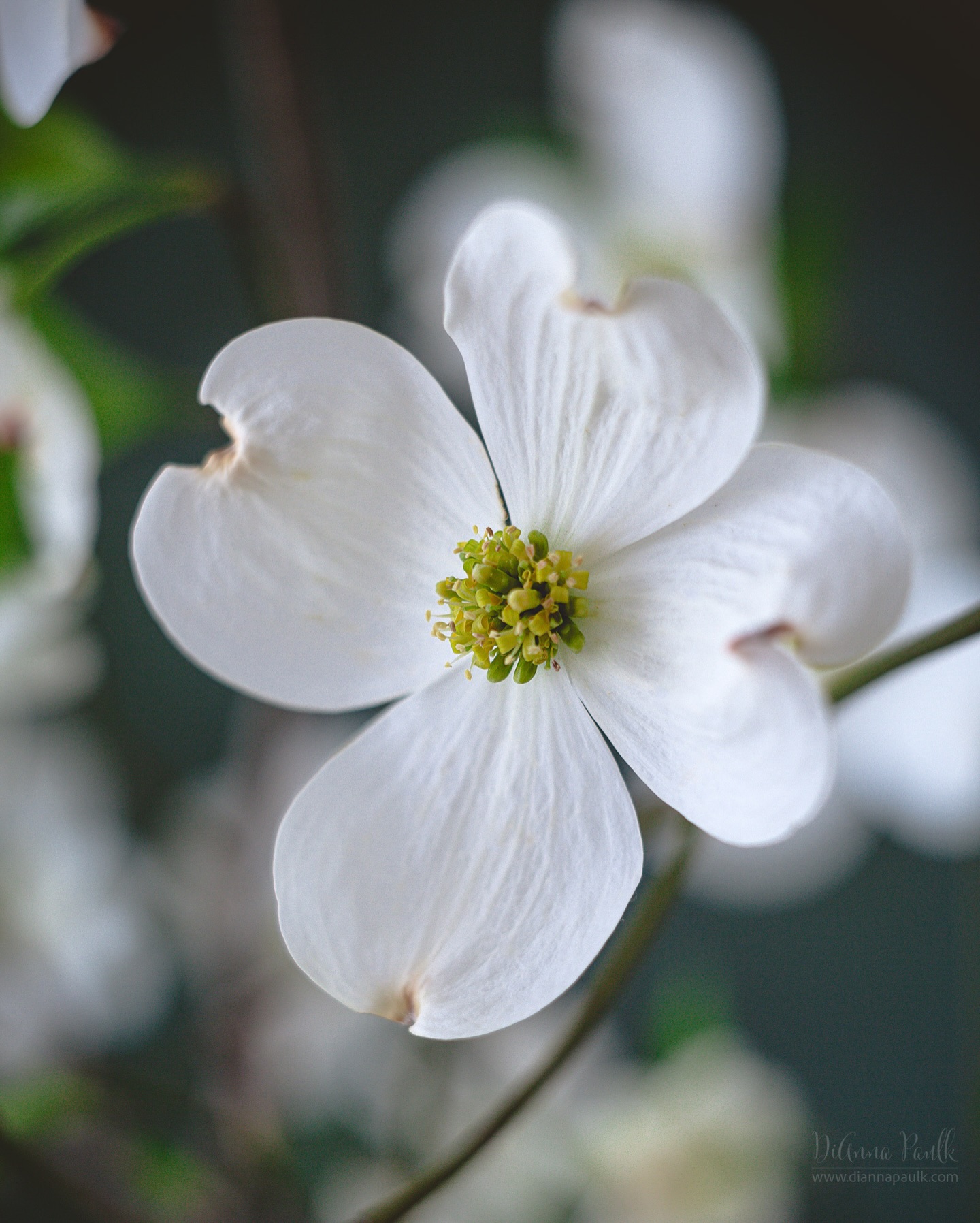 Dogwood Blossom

I hear we’re in for wind and storms tonight.  That means so many of the beautiful blossoms we’re enjoying this time of year will be blown off the trees.  Better get out and enjoy them while we can.

Canon 5D Mark III, helios-44-2 with kenko 12mm, f/4.0, 1/125s, ISO 400

#dogwood #enjoycreation #worshipthecreator #helios442 #diannapaulkphotography