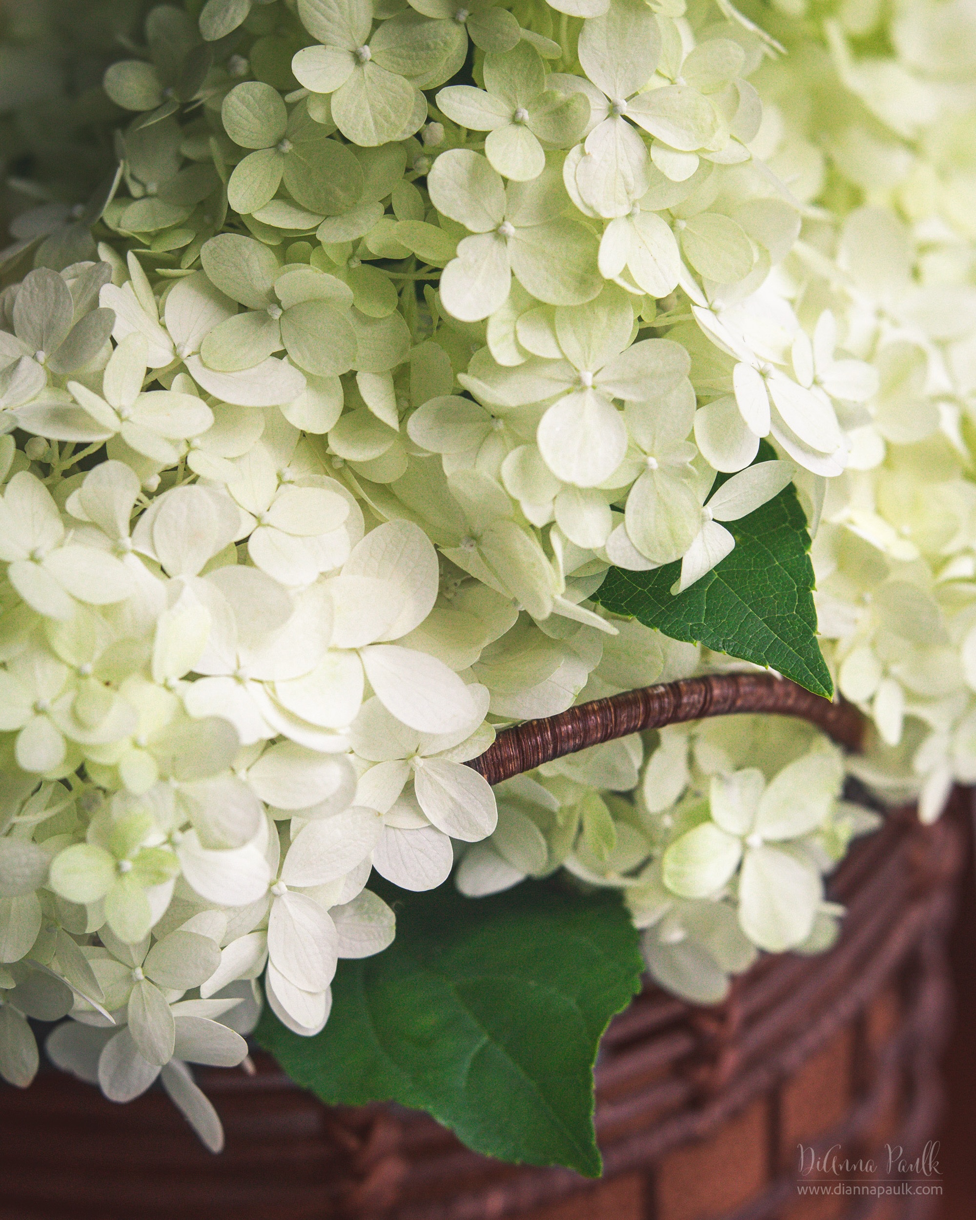Limelight Hydrangeas 

The Limelight Hydrangeas are beautiful this year.  One of our bushes was so full of blooms the branches were pulled to the ground.  I had to cut a bunch of them off to keep the branches from snapping.  I stuck them in a dark oxide brown basket to claim them for this month’s Color Chase Challenge!

Canon 5D Mark III, Lensbaby Velvet 56, f/4, 1/80s, ISO 1000, window light camera right

@colorchasechallenge #ccc_darkoxidebrown #colorchasechallenge #diannapaulkphotography #shootextraordinary