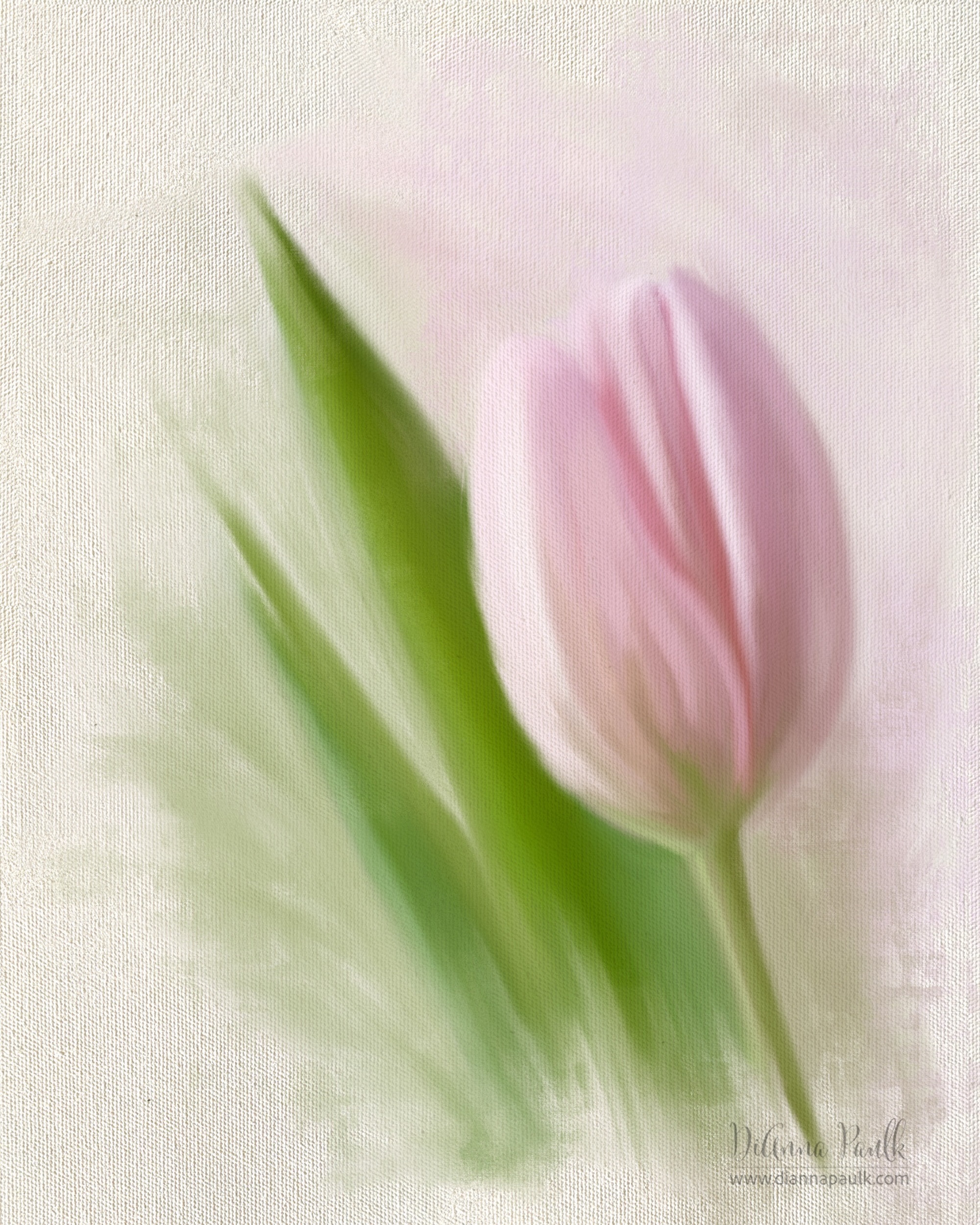 One of my July goals is to practice Alla Prima style painting in Photoshop.  I want to finish nine flower paintings then try it on animal portraits in August.  Working my way up to people portraits in this style.  This one is not “there” yet so it’s a bit scary sharing it.  Progress not perfection, right?

Monday is our #glorifygodloop … Our goal is to glorify God through the creativity He has given us. To see today’s posts go to #glorifygodloop7_6_26

Therefore if you have been raised up with Christ, keep seeking the things above, where Christ is, seated at the right hand of God. Set your mind on the things above, not on the things that are on earth. For you have died and your life is hidden with Christ in God.
Colossians 3:1-3

#photoshoppainting #tulip #diannapaulkphotography