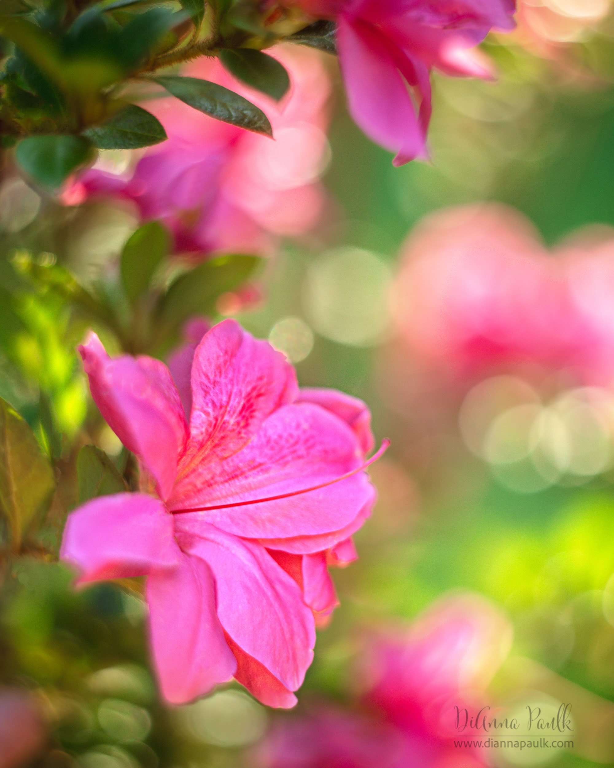 Azaleas on a Summer Morning

Canon 5D Mark III, Helios 44-2 + Kenko 12mm, 1/125s, ISO 160. All that beautiful bokeh from this vintage lens ❤️

#azaleas #flowerphotography #diannapaulkphotography #helios442