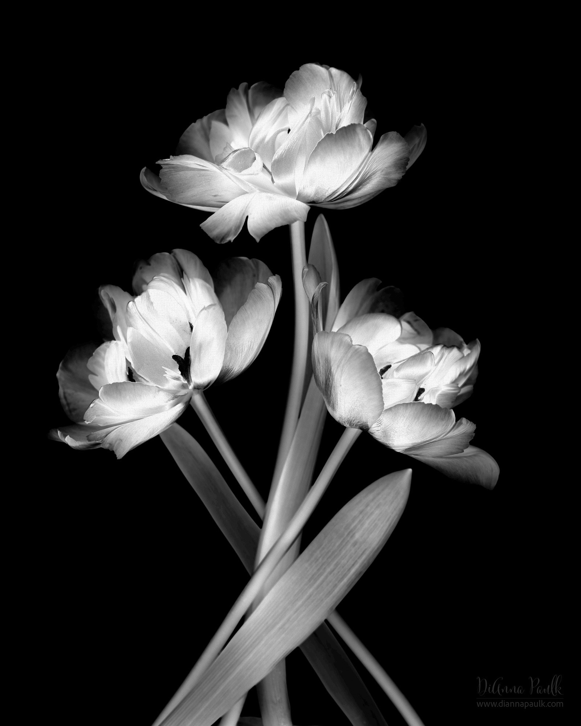Solarized Black & White Tulips

I watched a workshop presentation by @padmainguva this week and fell in love with images she’d taken on a lightbox and then converted into black and white solarized images.  I couldn’t wait to give it a try. 

#blackandwhitephotography #lightboxphotography #tulips #diannapaulkphotography #floralphotography