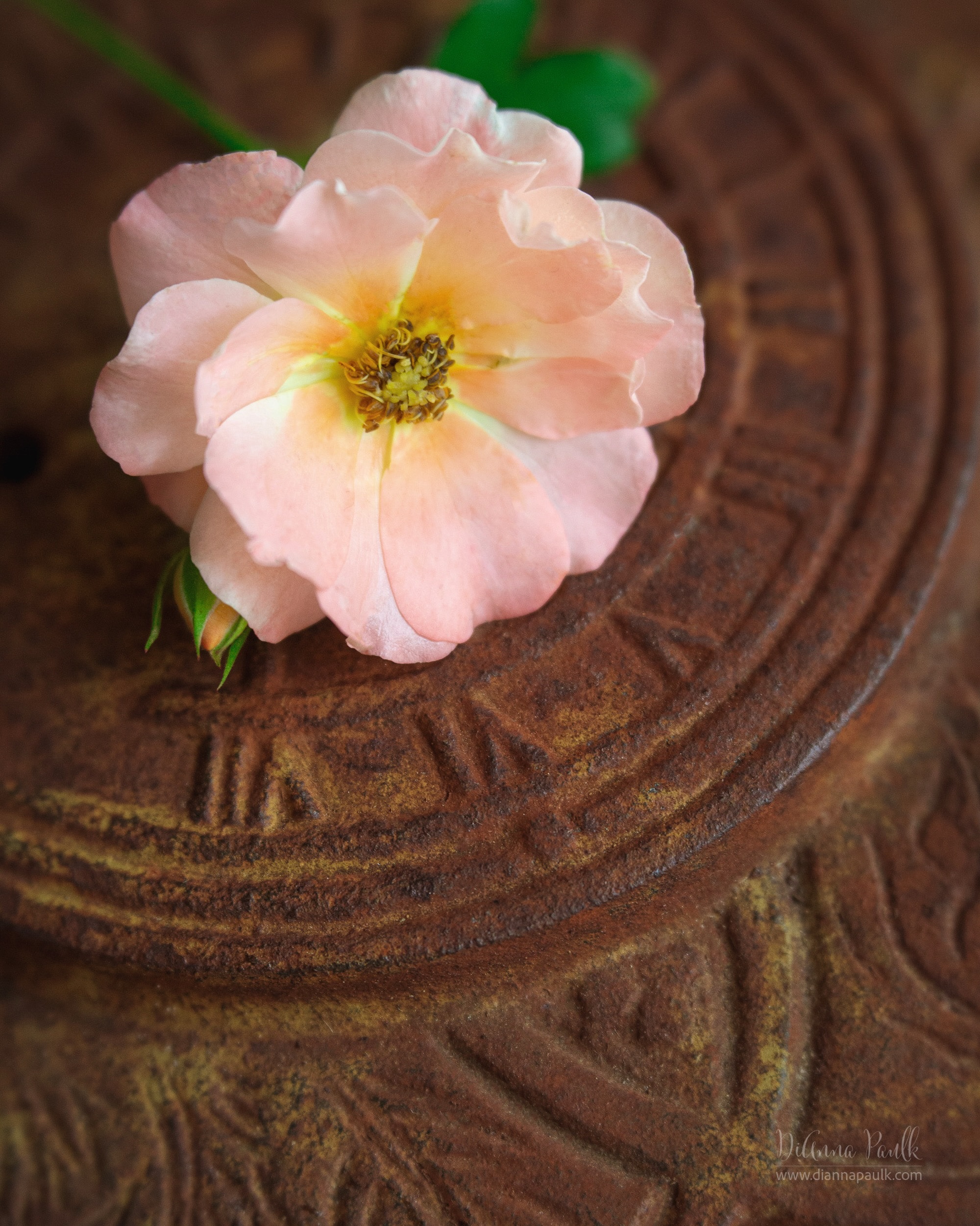 June Color Chase Challenge: Dark Oxide Brown

I have lots of rusty items for the dark oxide brown challenge but am trying to think of creative ways to photograph them.  This is an old rusty sundial from one of my gardens pictured here with a bloom from my Drift Rose bush.

Canon 5D Mark III, Lensbaby Velvet 56 at (I think) f/4, 1/100s, ISO 1250, window light

#colorchasechallenge #ccc_oxidebrown #diannapaulkphotography #shootextraordinary #lensbabyvelvet56
