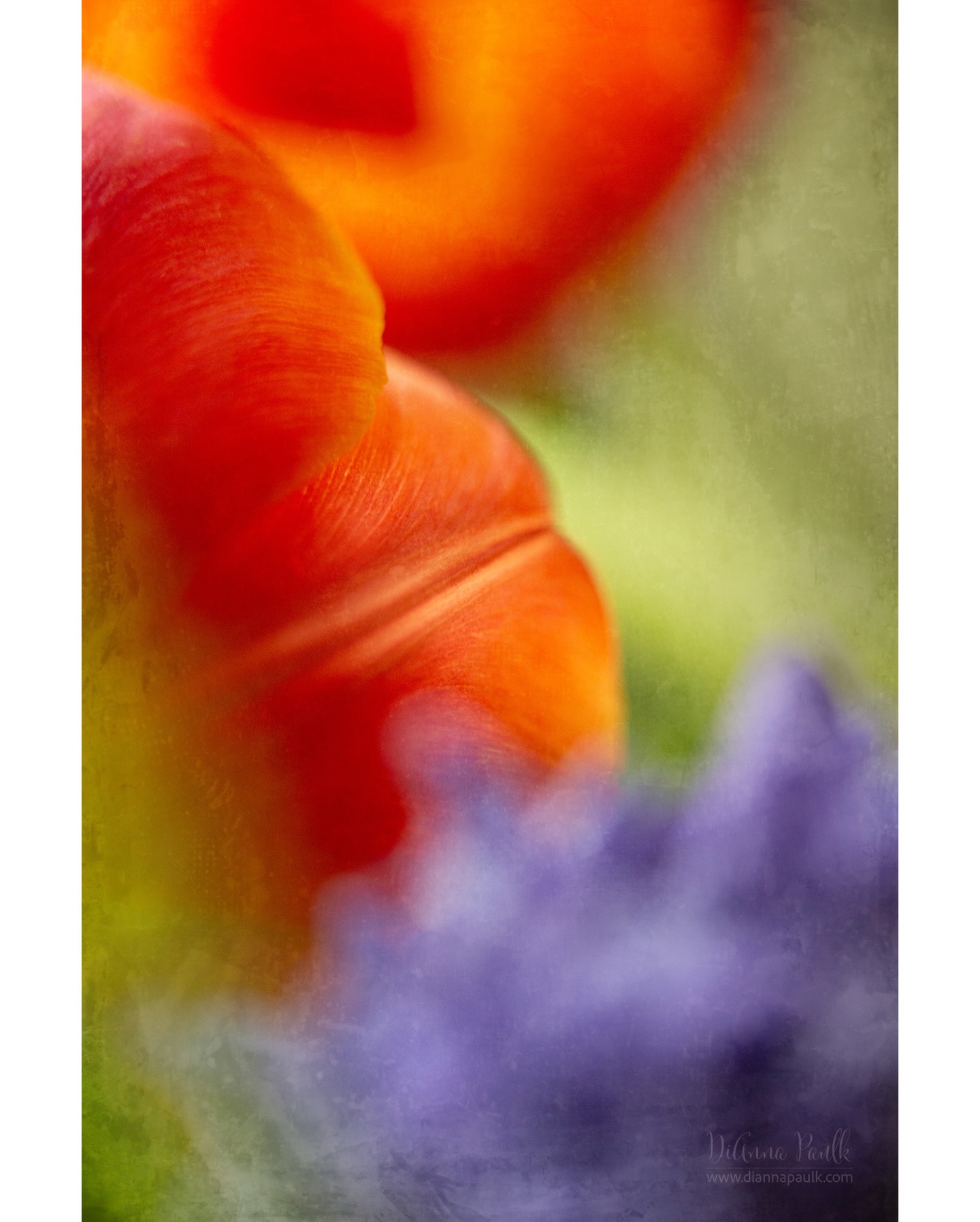Enjoy creation. Worship the Creator

Floral Abstract

I am having so much fun photographing the cut flowers I picked up at Trader Joe’s when passing through Birmingham. It’s going to take me quite a while to cull and edit them.  This is one of my favorites so far because of the beautiful colors and shallow depth of field. 

Canon 5D Mark III, Canon EF 100mm f/2.8 Macro USM @ f/2.8, 1/100 s, ISO 1250, natural window light.  Texture added in Photoshop.

#abstractflorals #floralphotography #macrophotography
