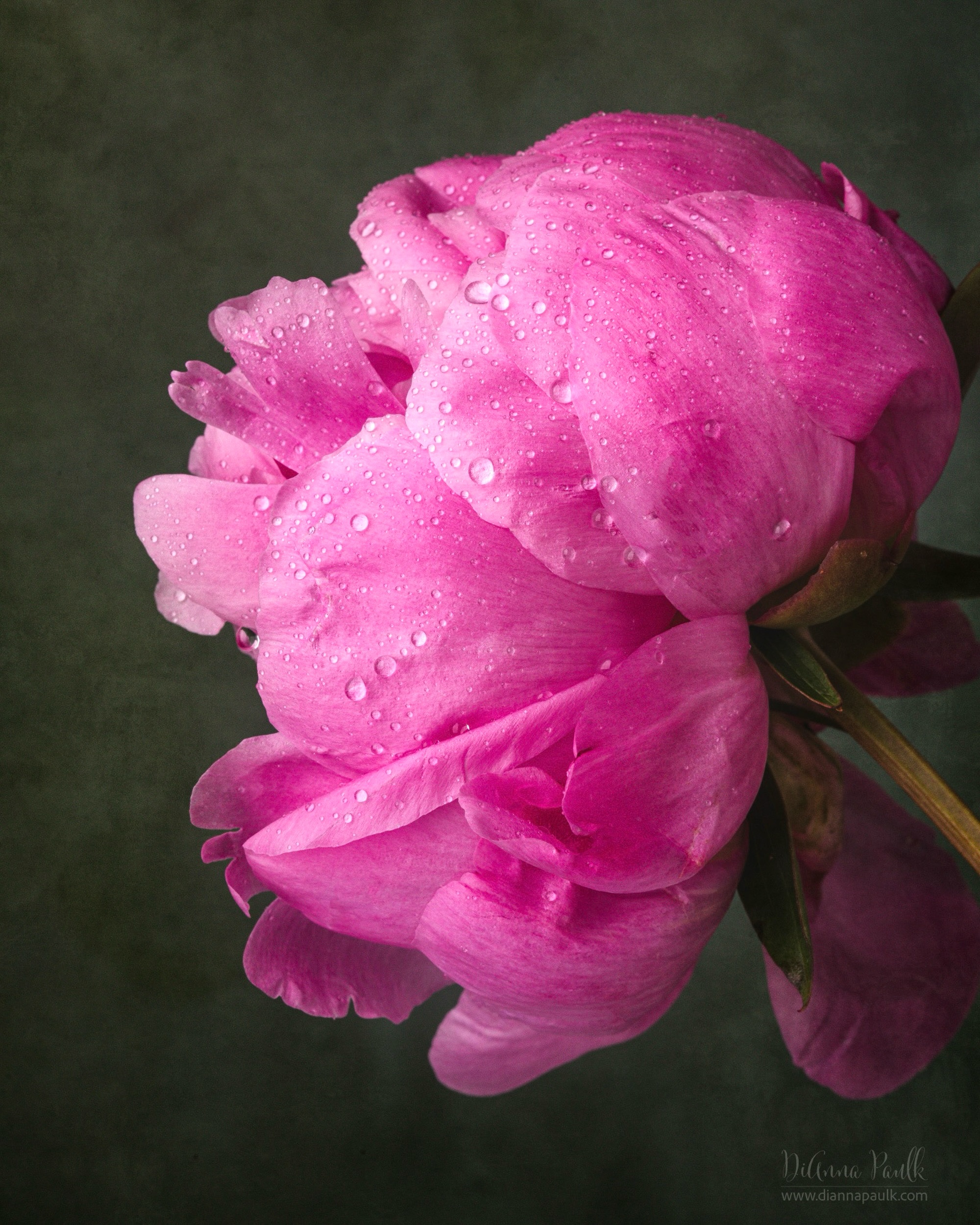 Enjoy creation.  Worship the Creator.

f/16 is not my style — I love shallow depth of field, but these beautiful peonies just begged to be in sharp focus.  So, f/16 it was.

#enjoycreation #worshipthecreator #diannapaulkphotography #peony #flowerphotography