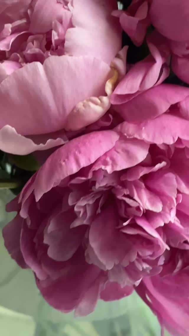 Peonies are here!! 

Hoping I can carve out some time in my day to give them a proper photo session before I leave to photograph an event this evening. 

Canon 5D Mark III, Lensbaby Velvet 56, f/4, 1/60s, ISO 1000, early morning window light

#peonies #flowerphotography #shootextraordinary #diannapaulkphotography #lensbabyvelvet56 @lensbabyusa