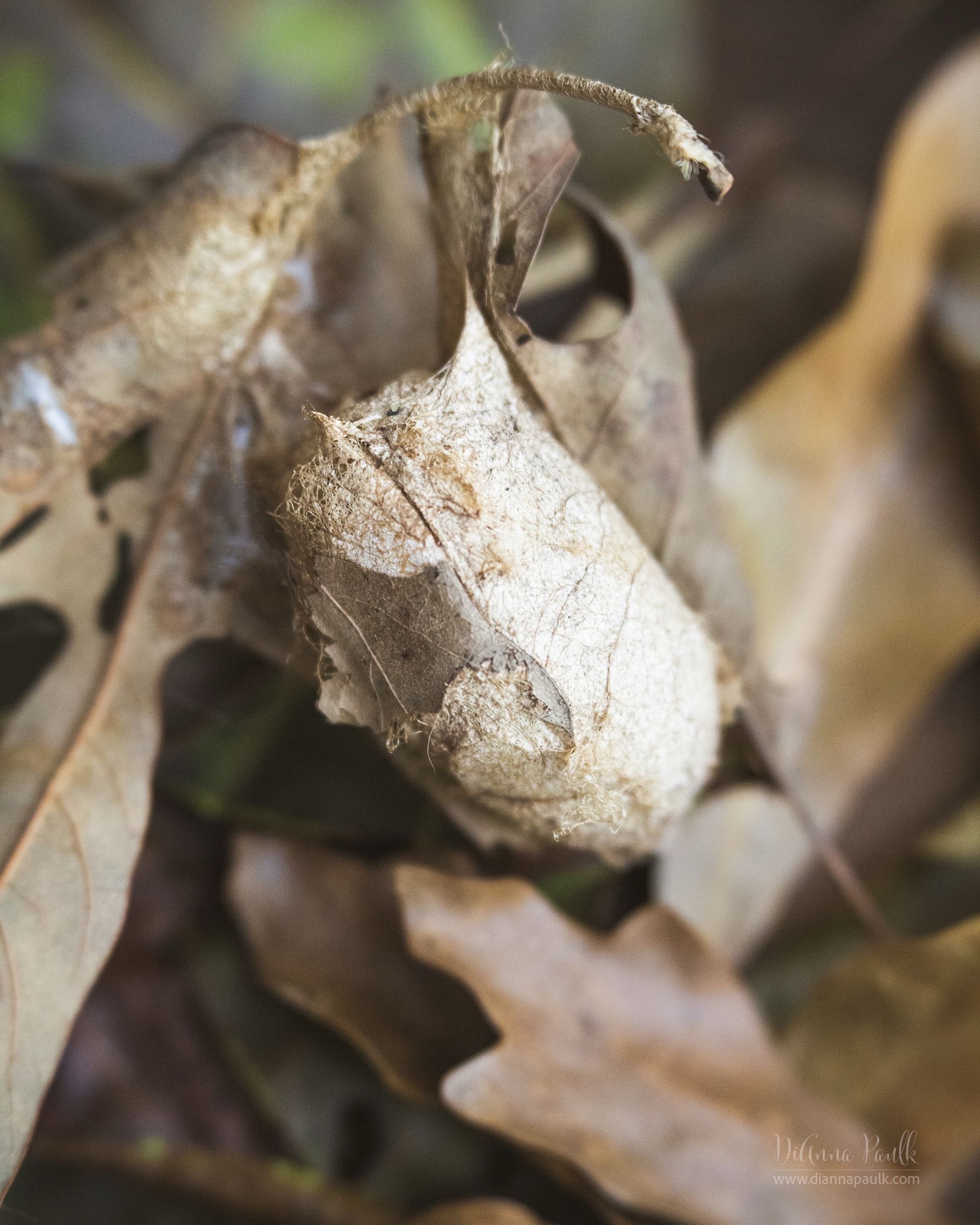 Macro Project 52: Mystery

Do you see it?  Nestled there among the leaves?  The little cocoon.  What will it become?

Canon 5D Mark , Lensbaby Velvet 56, f/4, ISO 2000, 1/80s, natural light

#2026macroproject52 #diannapaulkphotography #shootextraordinary #cacoon #macrophotography