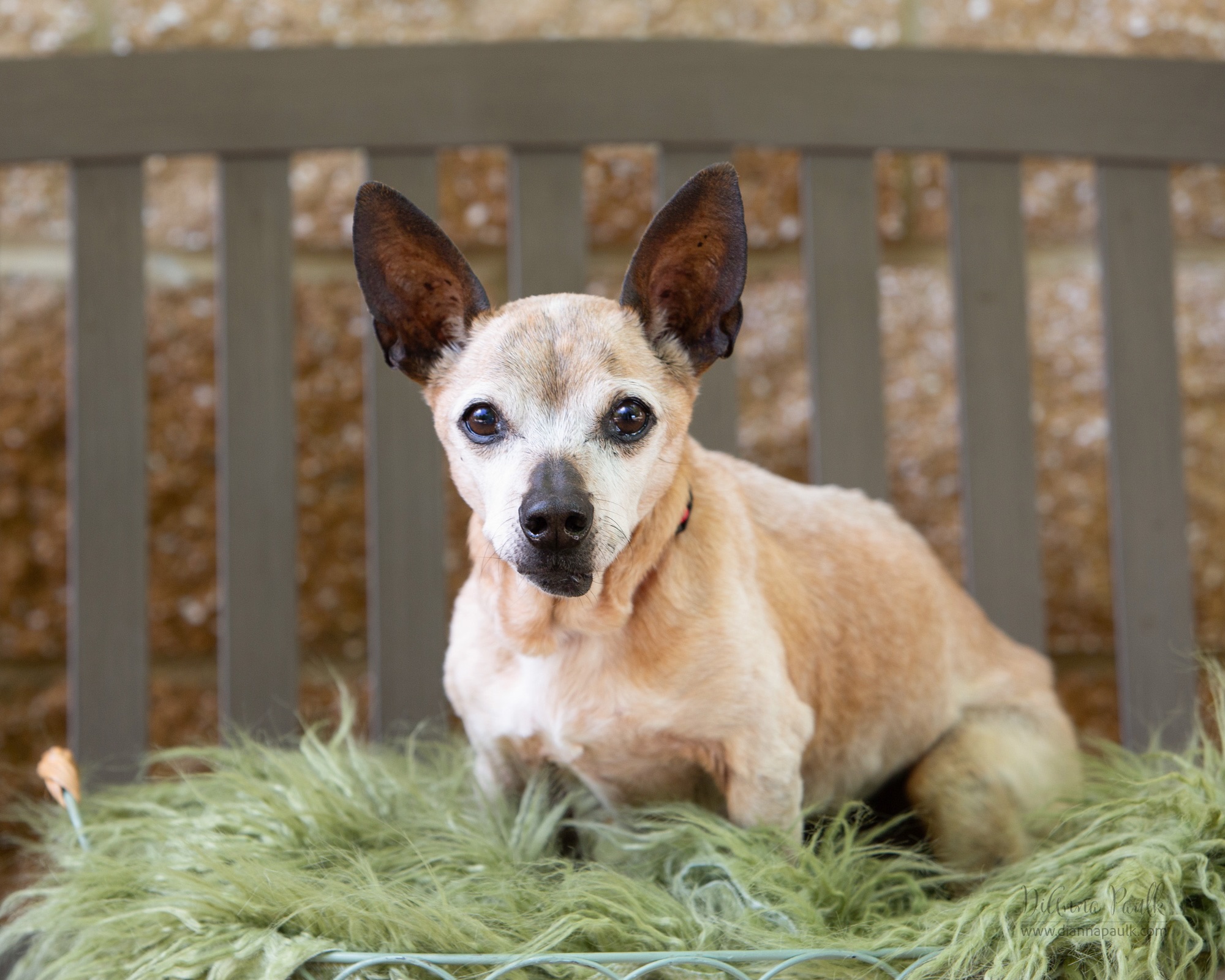 Chewy is turning 15 this year! 🎉 They have searched the country to find animals in shelters and rescues who are 15 years old.  They want to give these animals national exposure in hopes of helping them find their forever home and to bring attention to the animals in shelters and rescues in general.  I was honored when they asked me to photograph Chico in the CARE Humane Society in Auburn AL. 

Chico came to the CARE Humane Society in February with severe dental disease and dental infection.  They have had his dental work done which required removing several teeth.  Chico is a fan of comfy beds, soft blankets, and slow strolls in the sunshine. 

Chico will be featured in press articles, on the Chewy website, and in social media content across Chewy’s channels.  I honestly couldn’t be more proud to be chosen to work with a company like Chewy on this project!  Y’all watch for Chico and all the other 15-year-old animals featured in this campaign.

#dogphotography #dogphotographer #petphotography #adoptdontshop @carehumanesociety @chewy