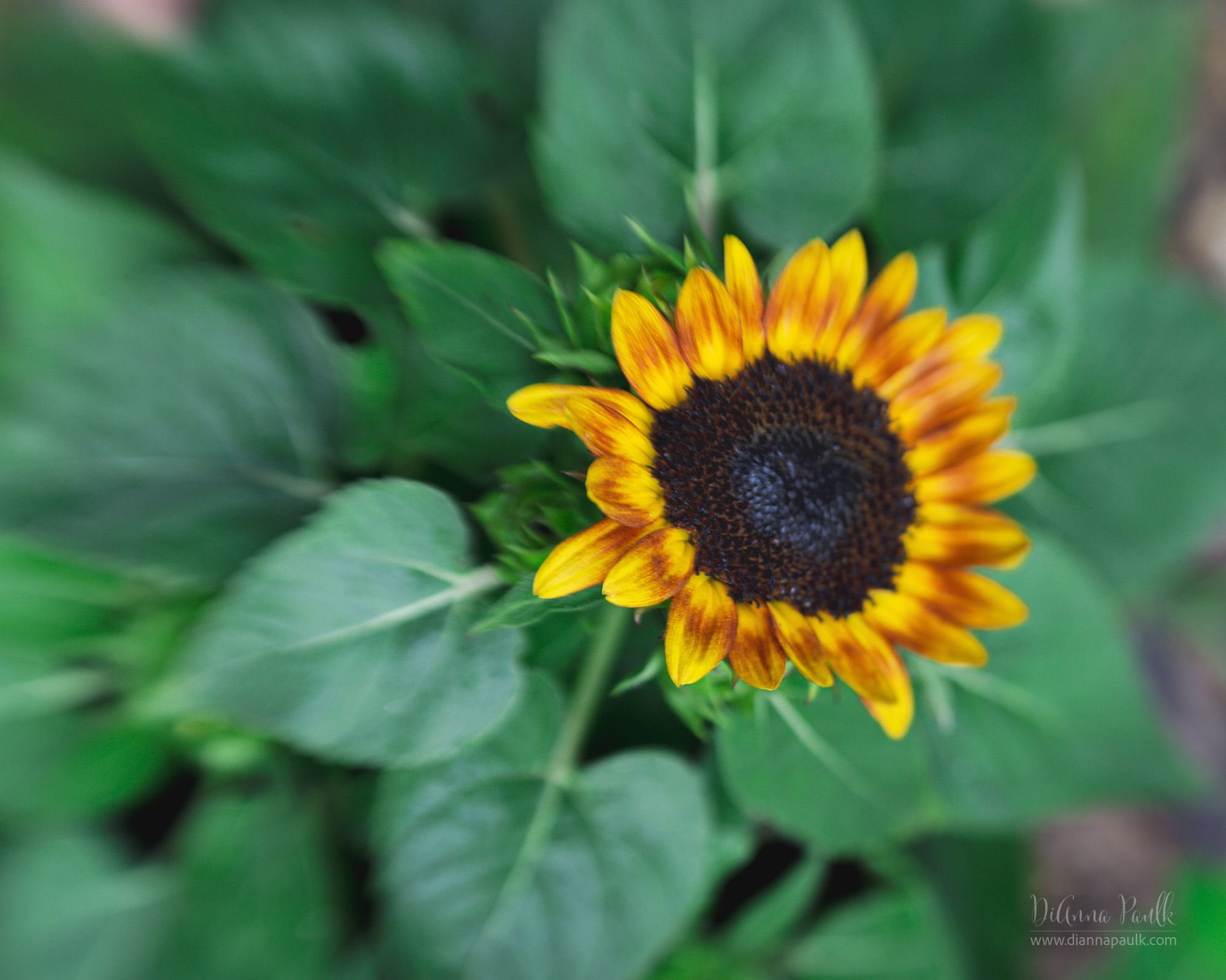 Macro Project 52: Painterly

This is one of those Kindergarten Sunflowers from Burpee’s (https://www.burpee.com/). I am so happy with them I’m ordering a bunch more next year. 

The prompt is painterly and I don’t know many lenses that produce a more painterly feel straight out of camera than the Lensbaby Composer Pro II with the Double Glass II Optic.  Canon 5D Mark III, f/4, ISO 125, 1/125s.

#2026macroproject52 #kindergartensunflower #painterly #diannapaulkphotography #shootextraordinary @lensbabyusa @burpeegardening