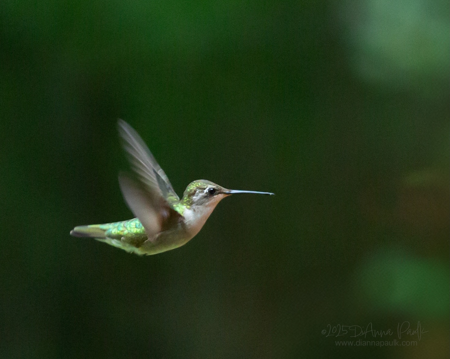 Ruby-throated Hummingbird

This is the only species that nests in Alabama. Males have a brilliant red throat patch and dark green back, while females are duller with a lighter green back.  It has been a rainy June in Alabama and the hummingbirds seem to flock to the feeders more in the rain. 

#glorifygodloop … Our goal is to glorify God through the creativity He has given us. To see today’s posts go to #glorifygodloop6_22_26

Your word is a lamp to my feet and a light to my path.
Psalm 119:105

Message me if you’re interested in joining us! 

#diannapaulkphotography #hummingbird
