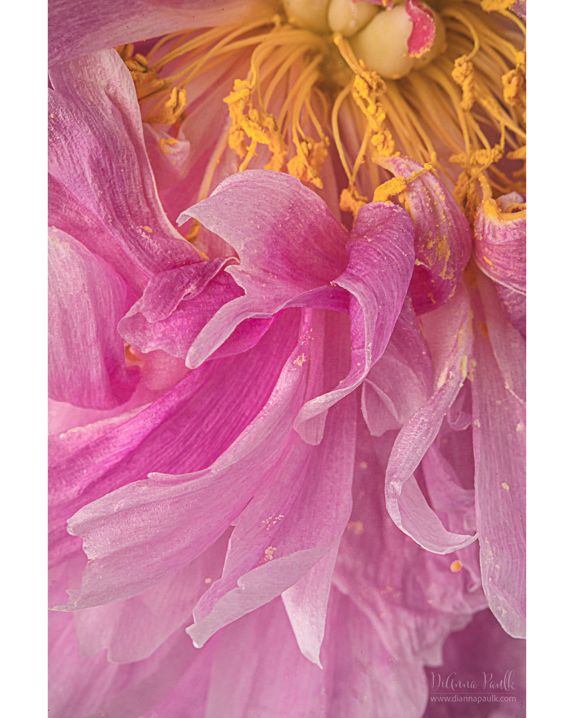 Peony Detail

Just before this peony started dropping petals I gave it one last photo session with a canon 100mm macro + keno 36mm extension tube at f/16. Einstein studio lighting. 

Welcome to our #glorifygodloop … Our goal is to glorify God through the creativity He has given us. To see today’s posts go to #glorifygodloop5_25_26

Let the peace of Christ rule in your hearts, since as members of one body you were called to peace. And be thankful.
Colossians 3:15

•
•
•

Let’s get God’s word out there! Message me if you’re interested in joining us!

 #peony #flowerphotography #diannapaulkphotography