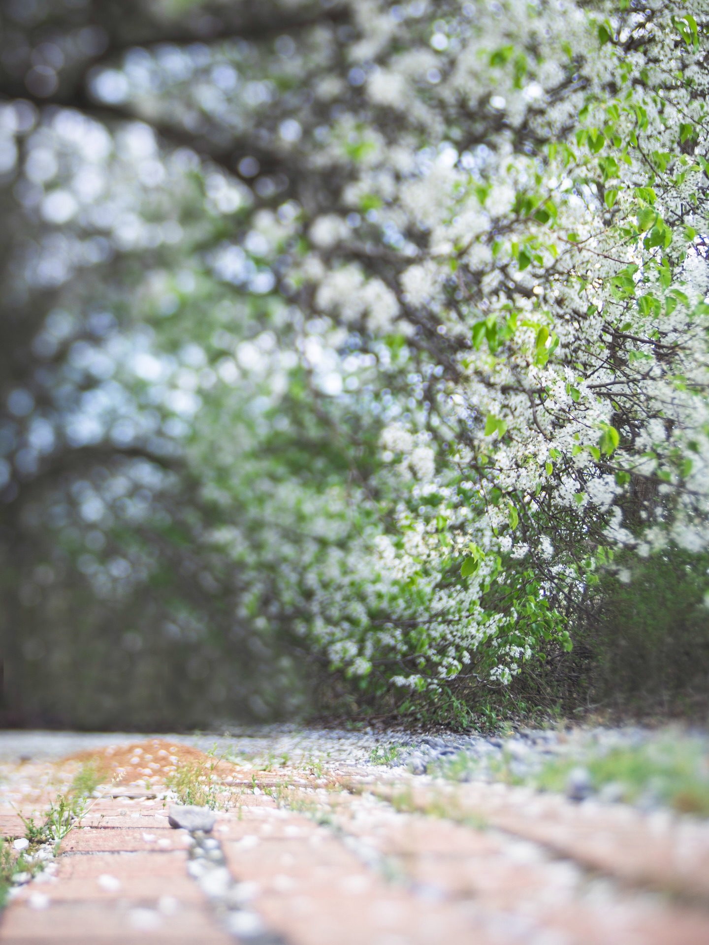 “The older I grow the more do I love spring and spring flowers. Is it so with you?” - Emily Dickinson

Canon 5D Mark IV, Lensbaby Composer Pro with the Edge 50, 1/125s, ISO100, f/4 

#spring #shootextraordinary #￼seeinanewway @lensbabyusa