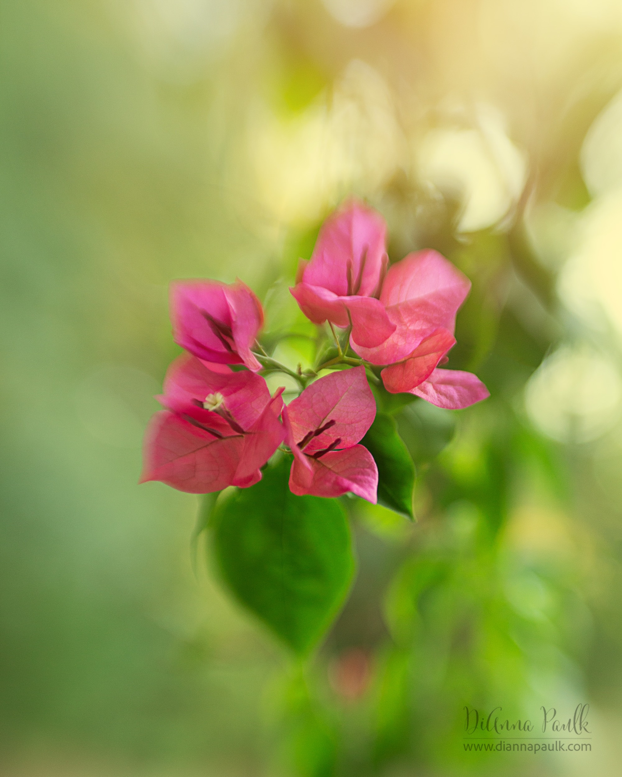Macro Project 52: Golden Hour

The Bougainvillea hanging on our front porch became the perfect subject for this prompt late yesterday.

Canon 5D Mark III, Lensbaby Composer Pro II with Double Glass II, f/2.5, 1/125s, ISO 640

#shootextraordinary #exploringmacro52 #2025project52 #macrophotography #diannapaulkphotography @lensbabyusa