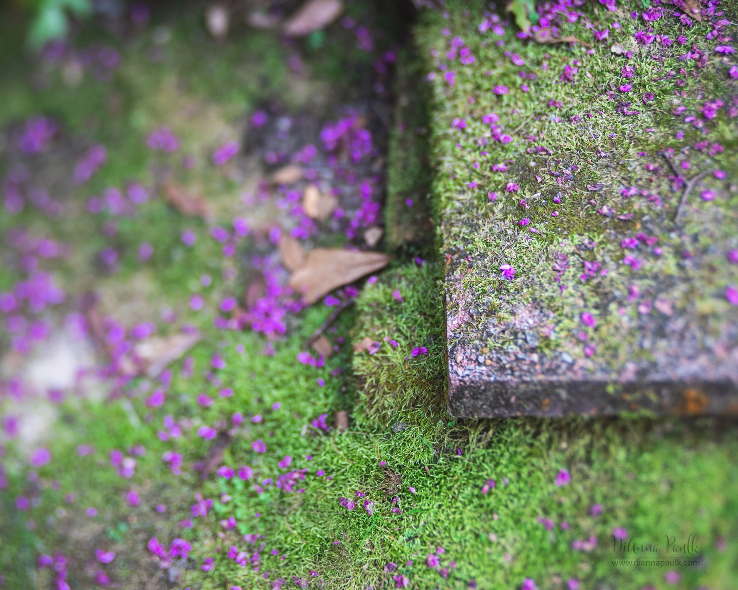 Macro Project 52: Green

Stepping stones at Grace Episcopal Church covered with moss and fallen red bud blossoms.

Canon 5D Mark IV, Lensbaby Composer Pro with Edge 50, f/4, 1/350s, ISO 400

#2026macroproject52 #shootextraordinary #diannapaulkphotography @lensbabyusa