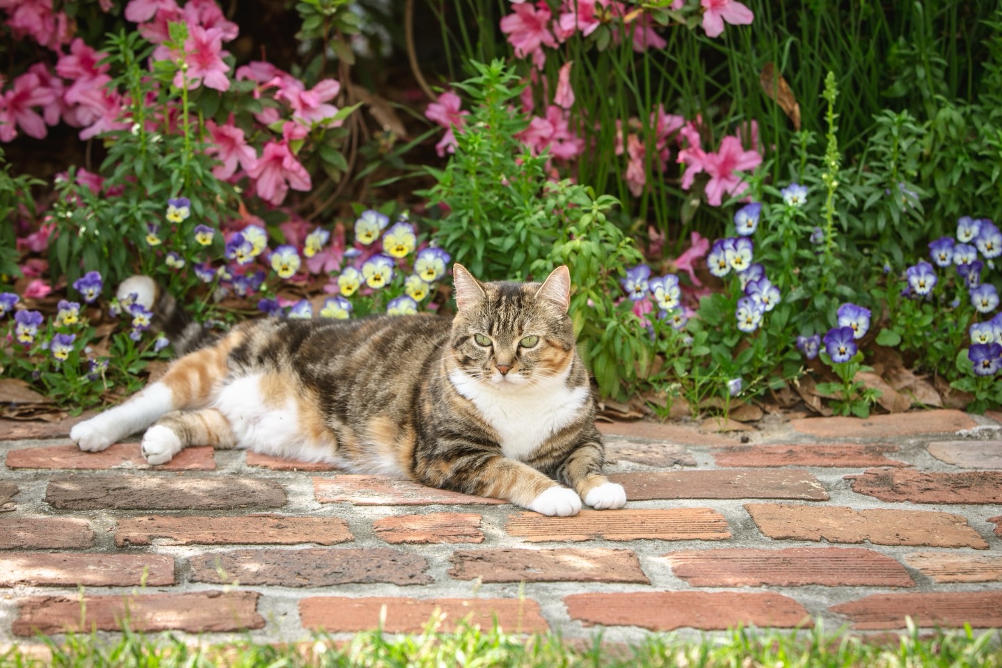Church Cat

If you visit the beautiful gardens at Grace Episcopal, you may come across their friendly, well-cared-for cat.  I enjoyed having her supervise my visit there last week. I love that they let her stroll the gardens at times during the day but make sure she is safely indoors overnight and in bad weather. 

#churchcat #petphotography #petphotographer #diannapaulkphotography #alabamaphotographer