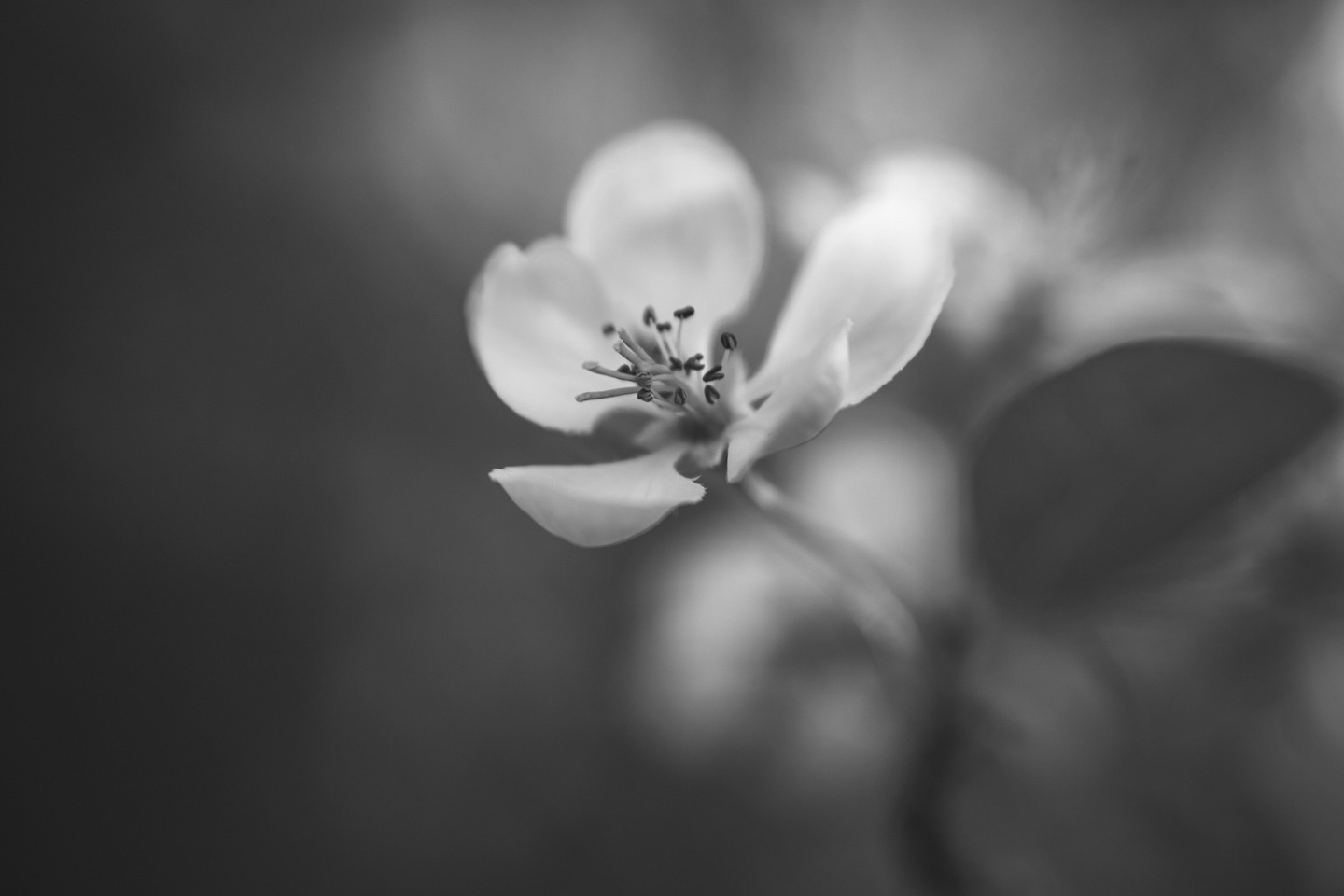 Macro Project 52: Monochromatic

Canon 5D Mark IV, Lensbaby Composer Pro with Sweet 50, stacked macro filters, f/4, ISO 100, 1/250s

#2026Macroproject52 #shootextraordinary #monocrhromatic #blackandwhite #diannapaulkphotography @lensbabyusa