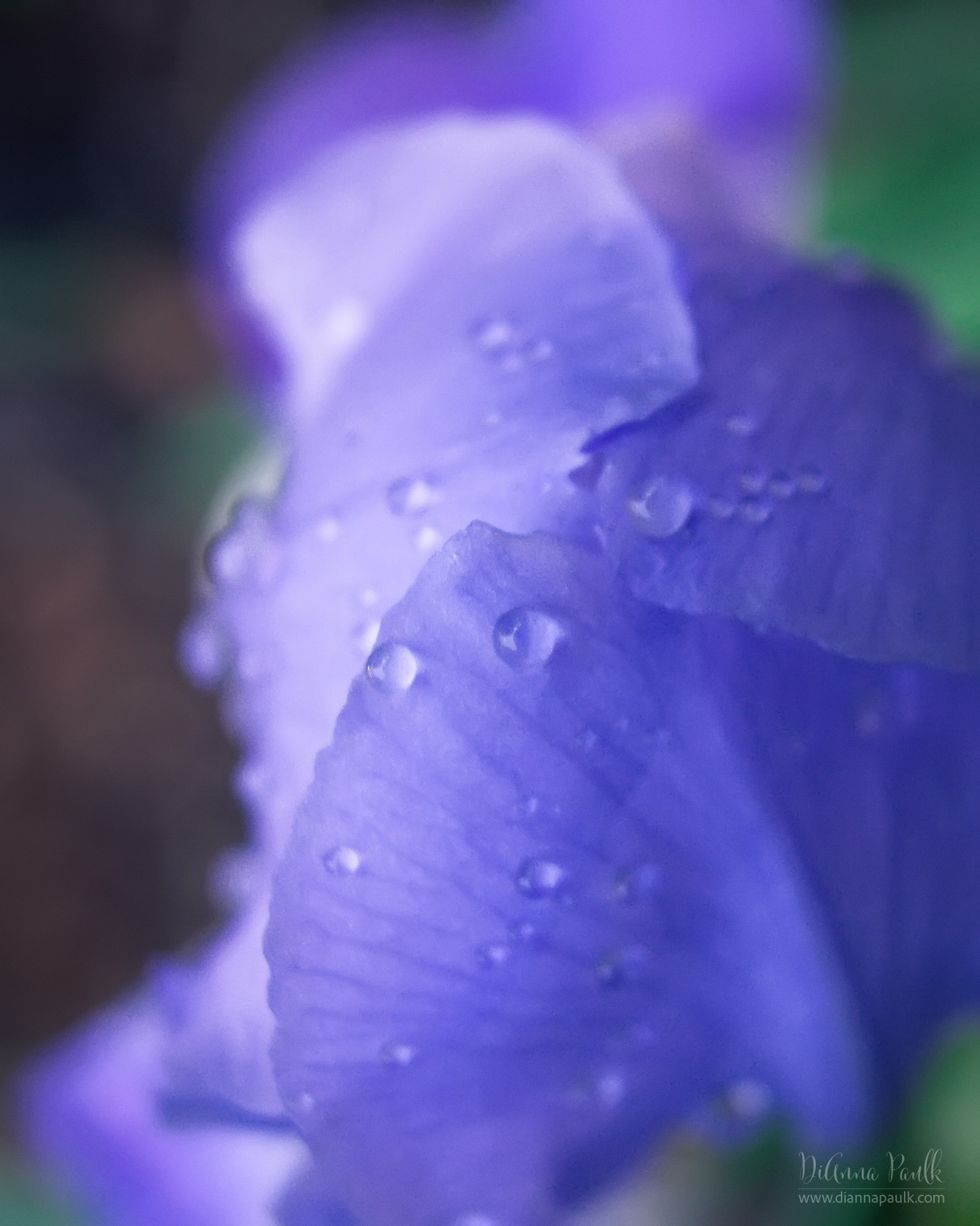 Macro Project 52: Water Droplets

Canon 5D Mark III, Lensbaby Velvet 28, f/4, 1/125s, ISO 1250

#iris #2026macroproject52 #waterdroplets #shootextraordinary #diannapaulkphotography