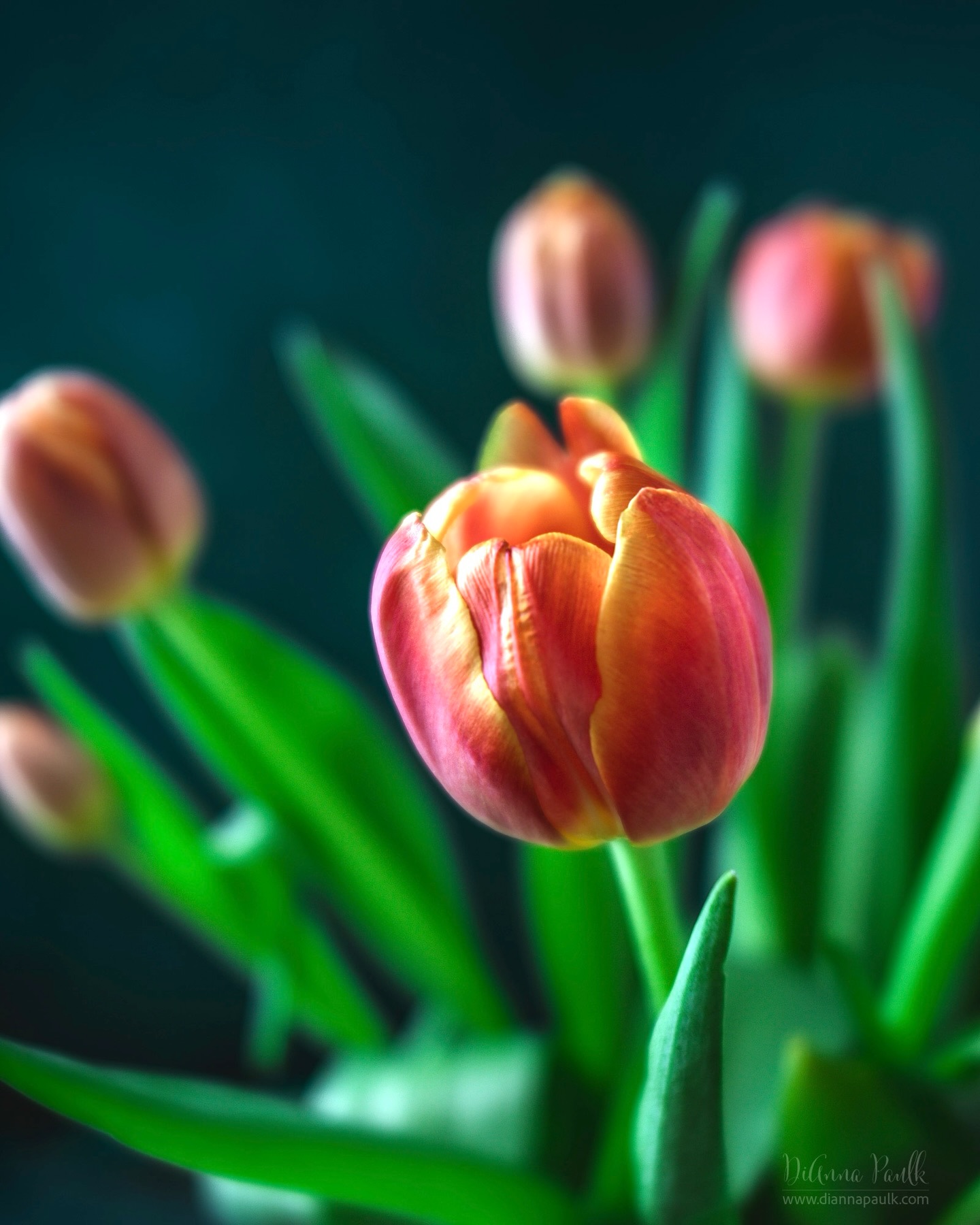Spring Tulips on a Deep Teal Background

We’re looking for Deep Teal this month in the Color Chase Challenge.  We’re allowed to use it as the focal point, background color, or supporting elements in our images.  I used it here as the background.

#colorchasechallenge #ccc_deepteal #diannapaulkphotography #tulips #floralphotography