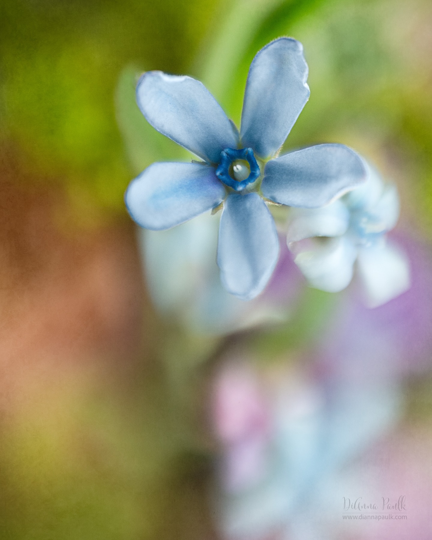 Macro Project 52: Blue

Canon 5D Mark III, Lensbaby Composer Pro II, Lensbaby Macro Converters 16mm + 8mm stacked, Lensbaby Double Glass II, f/4, 1/100s, ISO 800, natural window light, texture added in Photoshop

I’m still playing catch-up with my macro project but am determined to catch up soon! 

#shootextraordinary #2026macroproject52 #diannapaulkphotography #blue #macrophotography @lensbabyusa