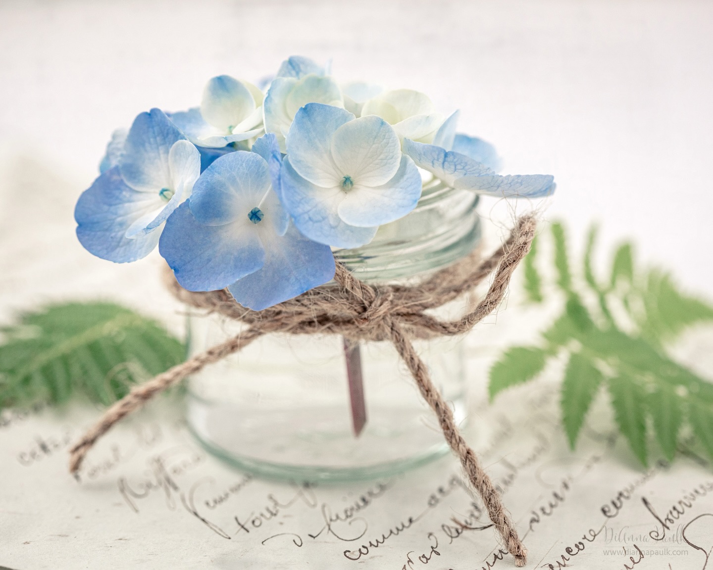 Hydrangea happiness .

It always makes me happy to see the hydrangeas awakening from their winter sleep. 

#hydrangea #floralphotography #floralphotographer #stilllife #diannapaulkphotography
