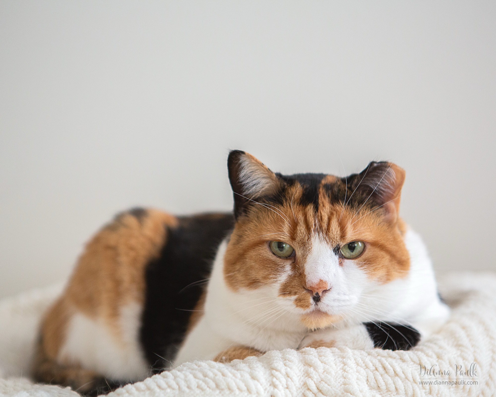 Today (June 4th) is Hug Your Cat Day. ... And here’s how many cats feel about that! 😾 

In fact, I tried to get a picture of me hugging my cat for the post but she was NOT having it. This is not my cat. 

This is Callie, aka Princess, who was at one time a feral cat as evidenced by her clipped ear.  My husband brought her home several years ago.  I warned him that feral cats can’t be tamed.  She proved me wrong.  She lives a life of luxury now as an indoor cat.  But she still absolutely does NOT like to be picked up and hugged. She will, however, take a good tummy rub.

Y’all be sure to show your feline friends a little extra affection today!

#adoptdontshop #feralnomore #diannapaulkphotography #petphotography #hugyourcatday 

P