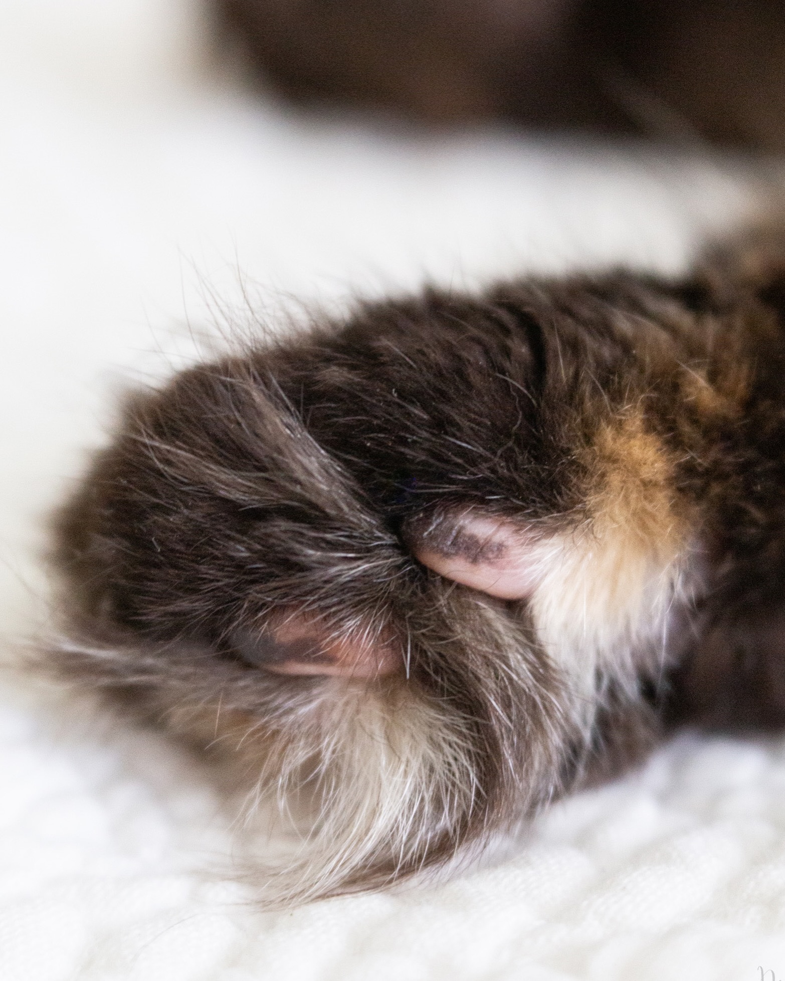 Macro Project 52: Hidden Details

Rosie’s little toe beans almost hidden by her long hair.

#2026macroproject52  #lensbabyvelvet56 #torticat #adoptdontshop #diannapaulkphotography