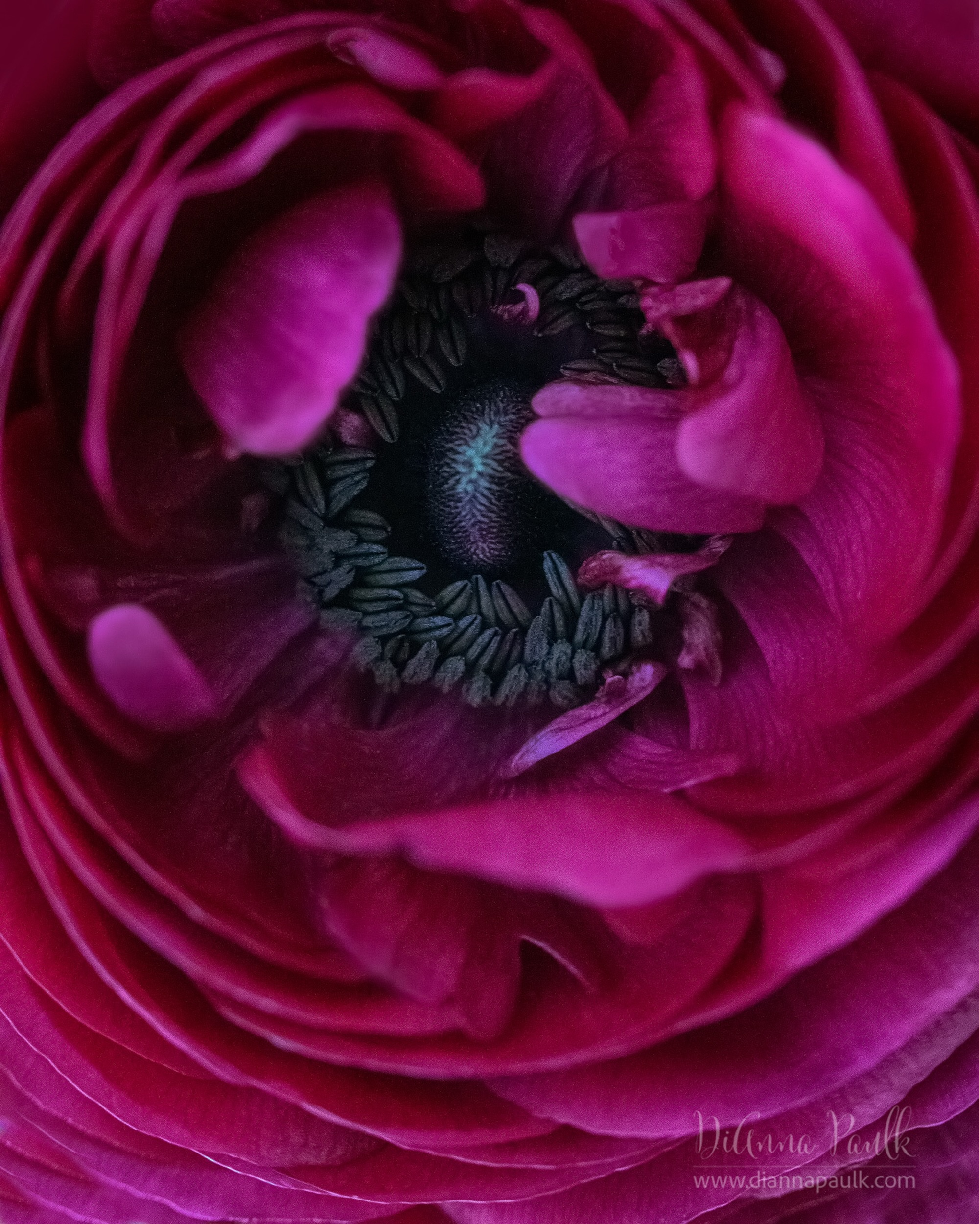 Red Ranunculus

If you were in Publix earlier this week you may have heard me squeal when I found some beautiful Ranunculus flowers tucked away far back in the flower bin.  I don’t often get my hands on these. 

Canon 5D MarkIII, Canon 100mm + Kenko 36mm extension tube, f/5.6, 1/125s ISO 12800, window light

#flowerphotography #macrophotography #ranunculus #diannapaulkphotography #redranunculus♥️