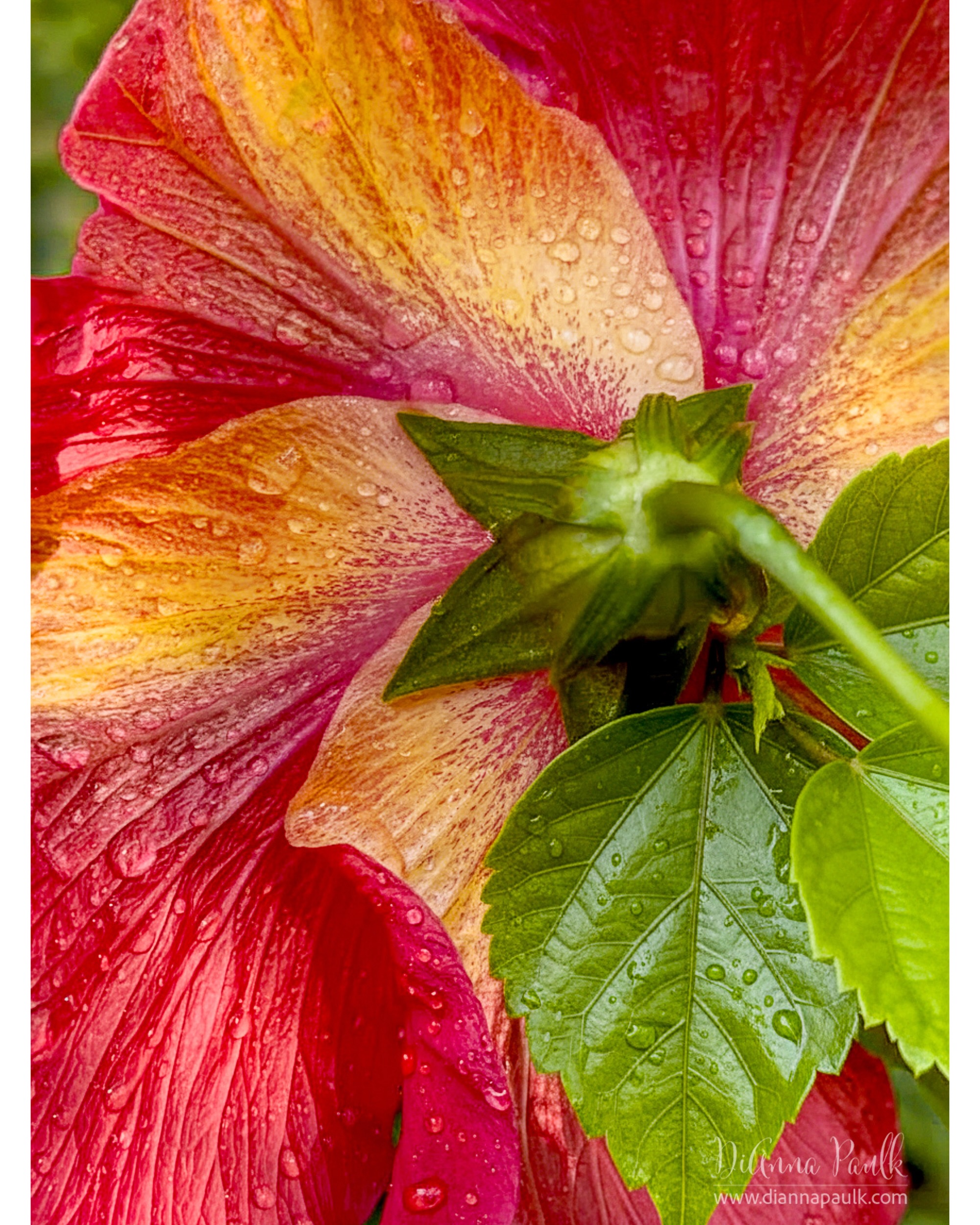 Red Hibiscus

I had to water everything again this morning.  The rain seems to go around us every time — like we have a dome over us.  After watering the backyard I noticed the back of this red and yellow hibiscus and thought it deserved a capture. 

Iphone 14 Pro Max with a good bit of editing in Photoshop. I also used AI to remove an ugly leaf and replace it with pretty ones.

#hibiscusflowers🌺 #flowerphotography #iphoneography #diannapaulkphotography #flowerphotographer