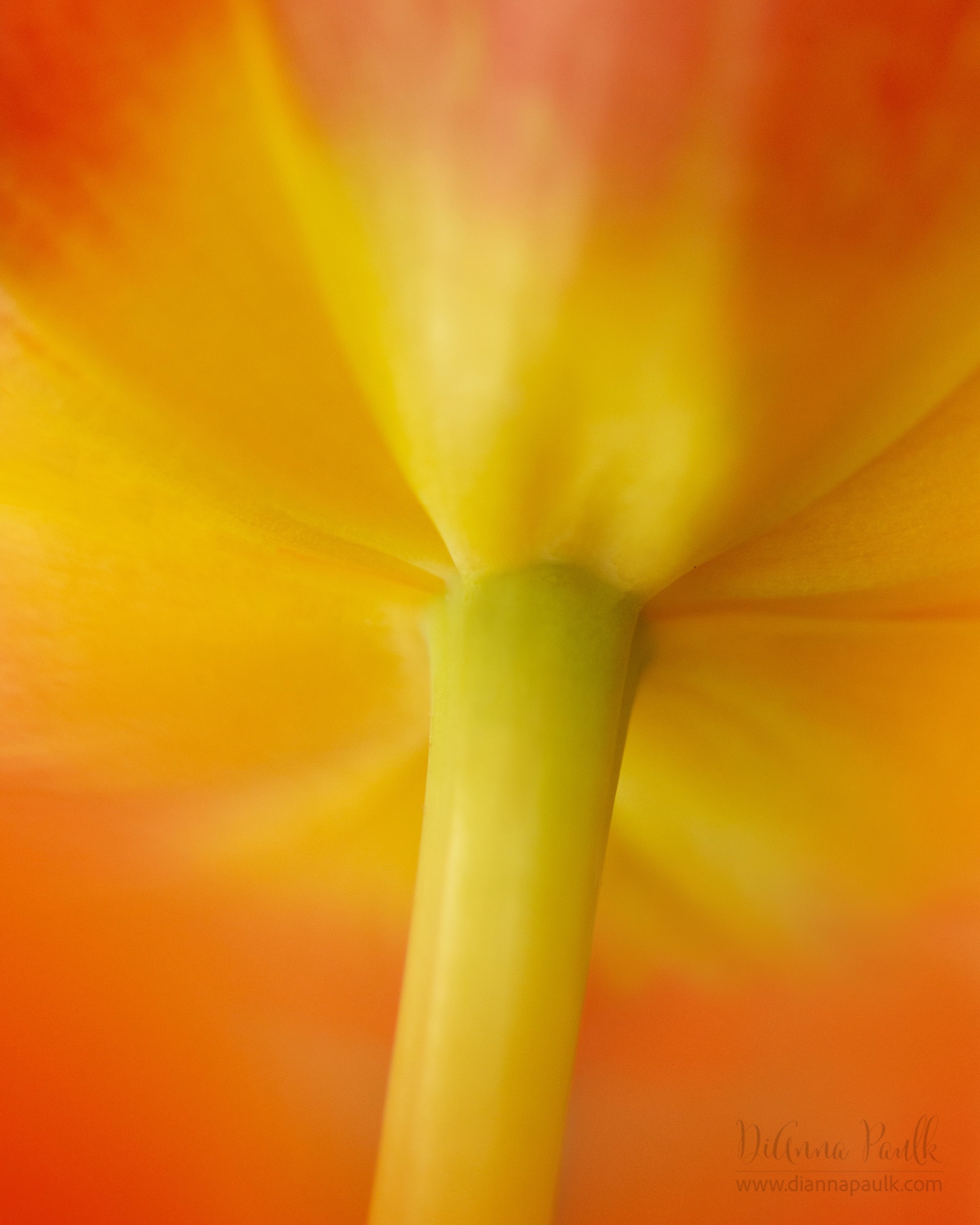 Tulip

Canon 5D Mark III, Canon 100mm lens, f/3.2, 1/125s, ISO 1250, natural light.

Posting for the  #glorifygodloop  today.  Our goal is to glorify God through the creativity He has given us. To see today’s posts go to #glorifygodloop_9_28_26

•
•
•

“Yes, the Lord has done amazing things for us! What joy! Restore our fortunes, Lord, as streams renew the desert. Those who plant in tears will harvest with shouts of joy. They weep as they go to plant their seed, but they sing as they return with the harvest.”
‭‭Psalms‬ ‭126‬:‭3‬-‭6‬ 

#diannapaulkphotography #macrophotography #tulip
