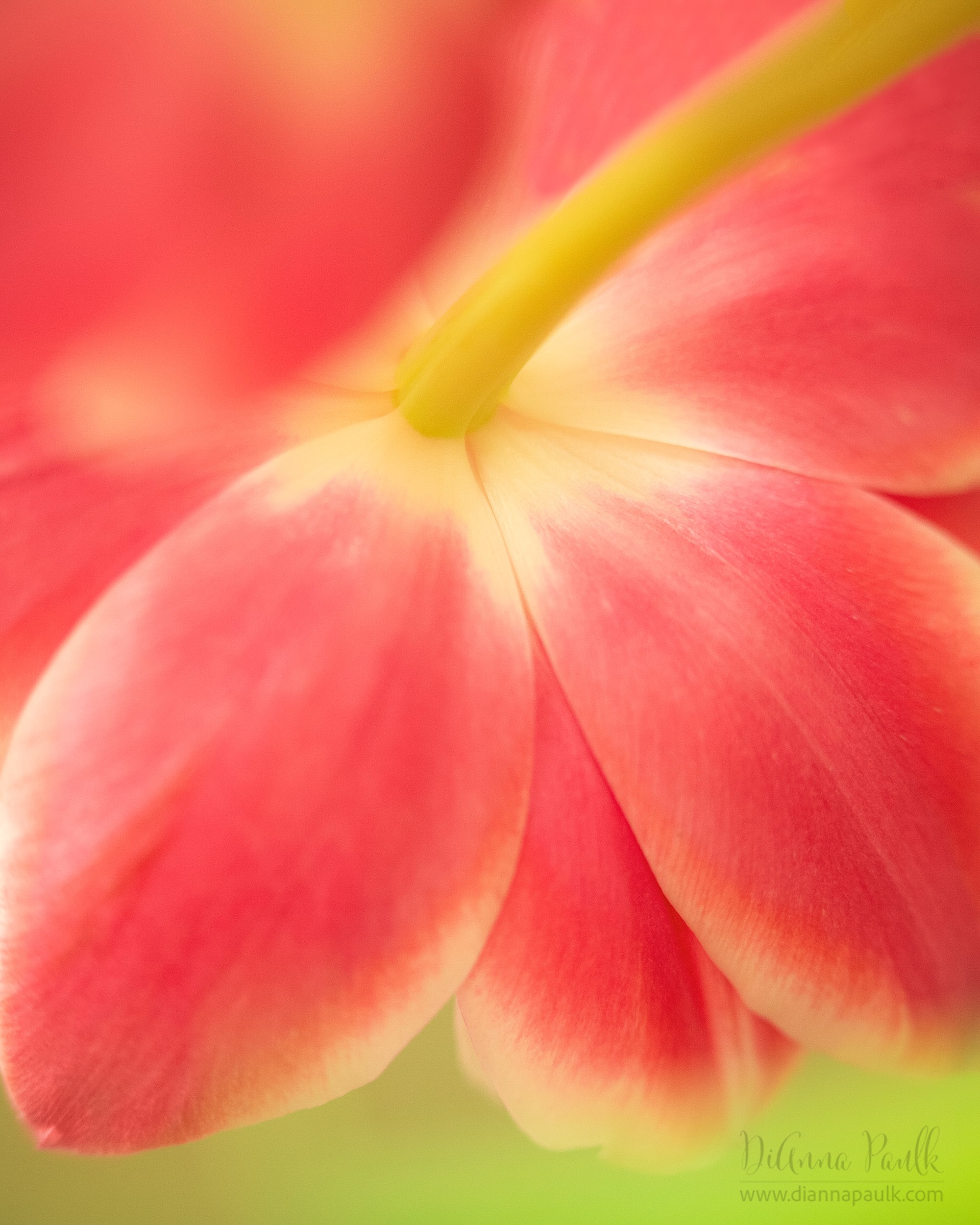 Tulip — I’m a bit obsessed with looking at them from the back. 

Canon 5D Mark III, Canon 100mm f/2.8 lens, f/3.2, 1/125s, ISO 1250

#tulip #macrophotography #flowerphotography #diannapaulkphotography #flowerphotographer