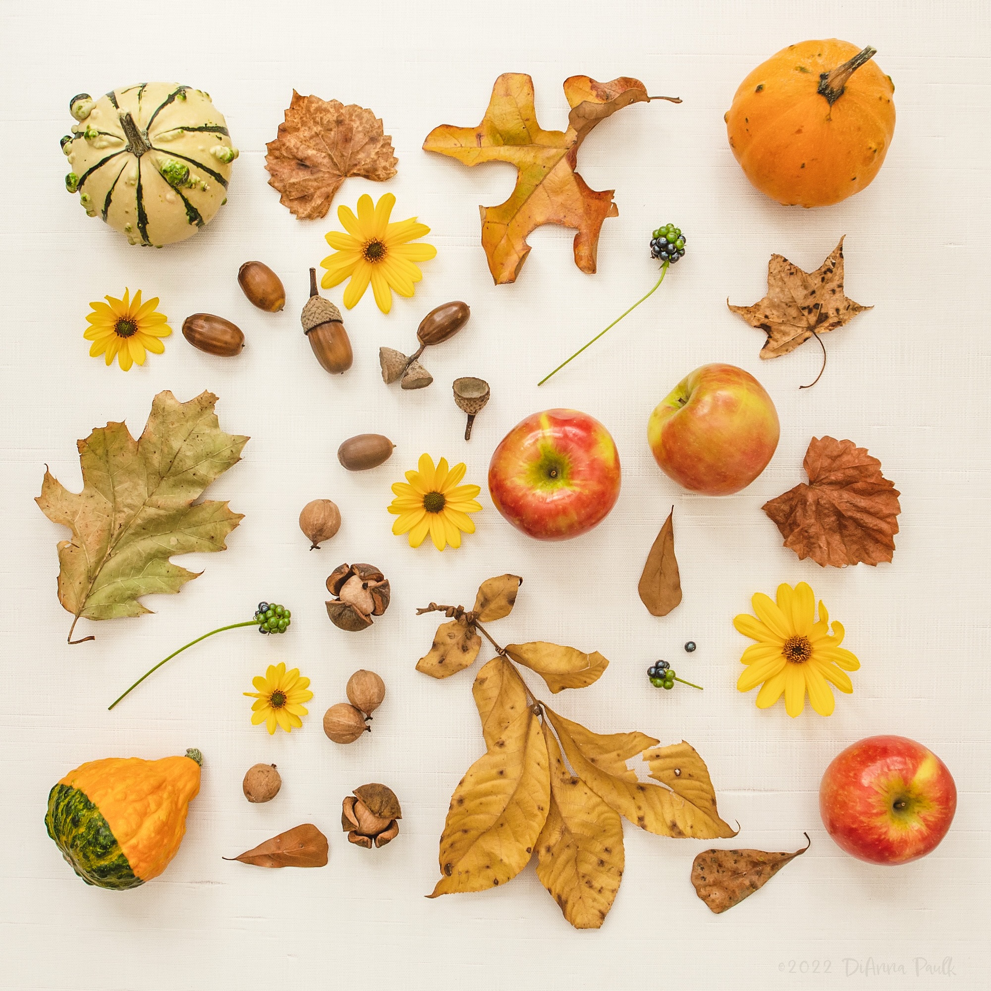 A little October flatlay for our Monday #glorifygodloop

Our goal is to glorify God through the creativity He has given us. To see today’s posts go to #glorifygodloop_10_26_26

“’LORD, help!’ they cried in their trouble, and he saved them from their distress. He calmed the storm to a whisper and stilled the waves. What a blessing was that stillness as he brought them safely into harbor!”
Psalms 107:28-30 

#diannapaulkphotography #flatlay #october