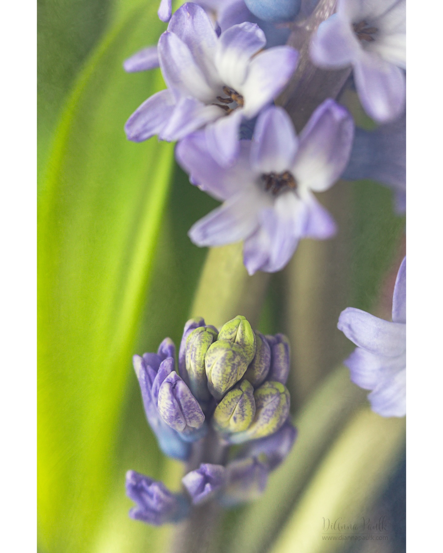 Macro Project 52: Before/After

This week’s prompt really made me think hard!  How could I show before and after in one frame?  I was still thinking about this while photographing some flowers I’d purchased from Trader Joe’s when this little image jumped out at me.  The perfect before and after.  Before and after the blooms open.

Canon 5D Mark III, Lensbaby Velvet 56, f/4, ISO 1250, 1/125 s. 

#2026 macroproject52 #shootextraordinary #hyacinths @lensbabyusa