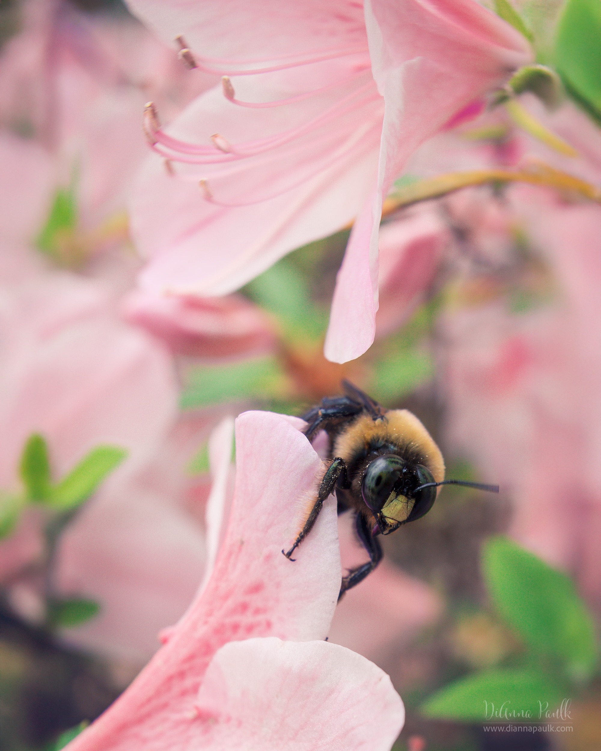 May Color Chase Challenge: Dusty Pink

Lensbaby Velvet 28 (I think f/4), 1/125s, ISO 320, Canon 5D Mark III 

#shootextraordinary #colorchasechallenge #ccc_dustypink @colorchasechallenge @lensbabyusa #diannapaulkphotography