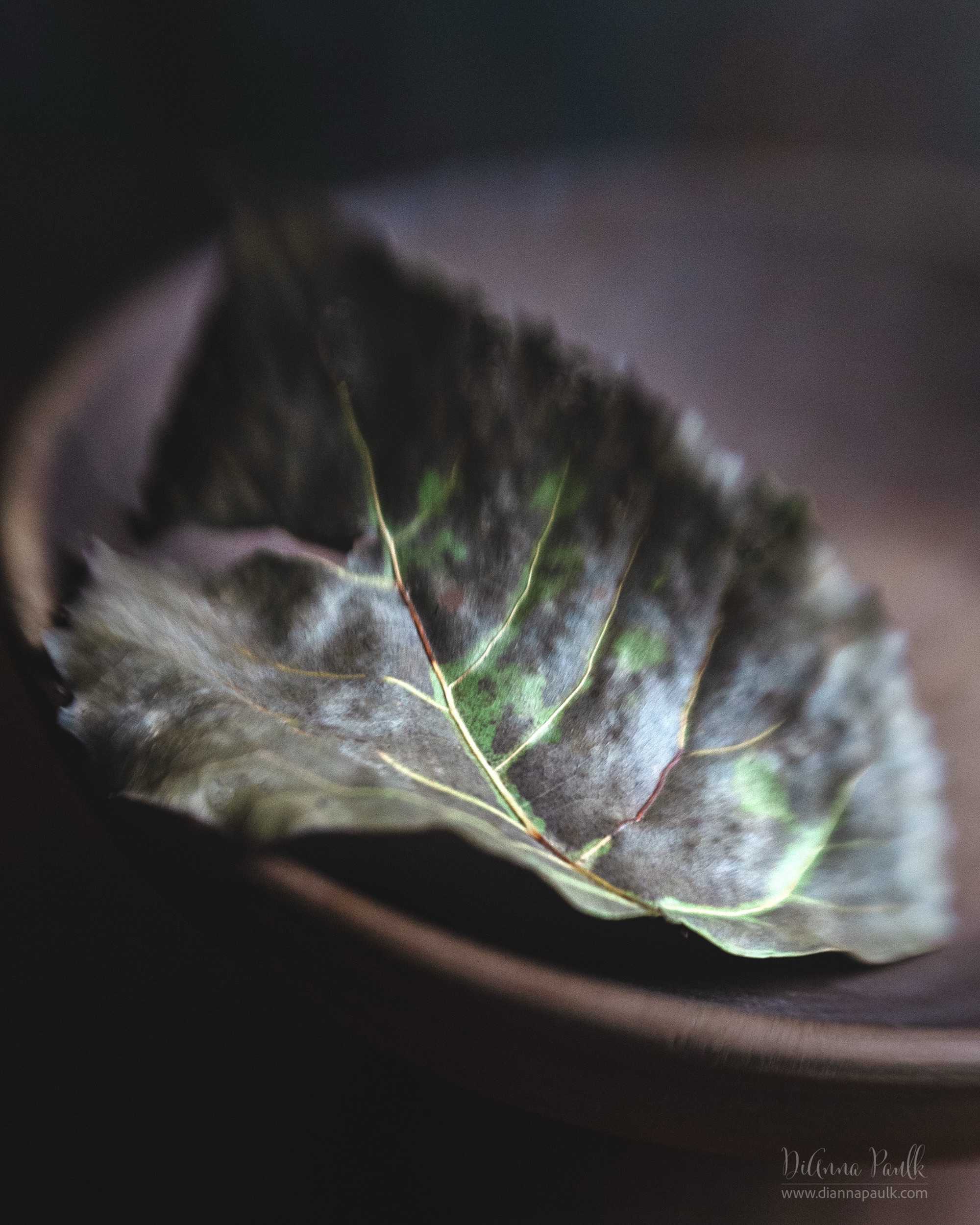 June Color Chase Challenge: Dark Oxide Brown

I discovered this leaf on my daily (goal) walk and was pleased to see it fit this month’s color chase challenge!

Canon 5D Mark III, Lensbaby Composer Pro II, Lensbaby Double Glass Optic II, f/4, 1/125s, ISO 2000, window light

#colorchasechallenge #ccc_oxidebrown #shootextraordinary #diannapaulkphotography @colorchasechallenge @lensbabyusa