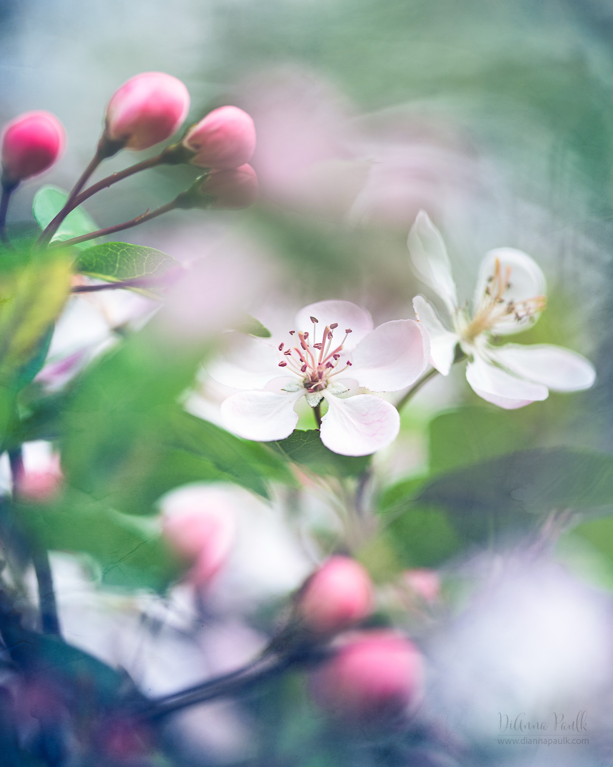 Spring Blossoms

There’s a small group of little wild plum or cherry trees back in an area of our land we can’t easily see and don’t often visit.  Several years ago I found these little trees in bloom and fell in love with them.  Now I look for them each year.  They did not disappoint this year.  I took over 1000 photos of them in mid-March with different lens and camera combinations but haven’t found the time yet to edit them.  I pulled this one out today for our Glorify God Monday post.

Canon 5D Mark III, Canon EF 100mm f/2.8 Macro USM lens at f/2.8, 1/320s, ISO 125.  I used one of the textures from my Afternoon Tea set to intensify the blue tones (soft light mode with masking over blossoms and buds). The set is available in my Etsy Shop (link in profile or direct link here: https://diannapaulkprints.etsy.com/listing/797214305/afternoon-tea-photoshop-texture-set)

#glorifygodloop ... Our goal is to glorify God through the creativity He has given us.  To see today’s posts go to #glorifygodloop6_01_26

So let us know, let us press on to know the Lord.  His going forth is as certain as the dawn; and He will come to us like the rain, like the spring rain watering the earth.  Hosea 6:3

#diannapaulkphotography #enjoycreation #worshipthecreator