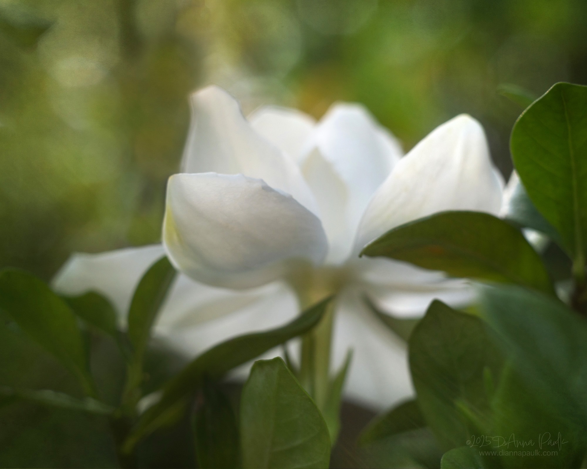 “Gardenias in bloom — the scent of memory itself.” - Gail Goepfert

#gardenia #flowerphotography #flowerphotographer #diannapaulkphotography #memories