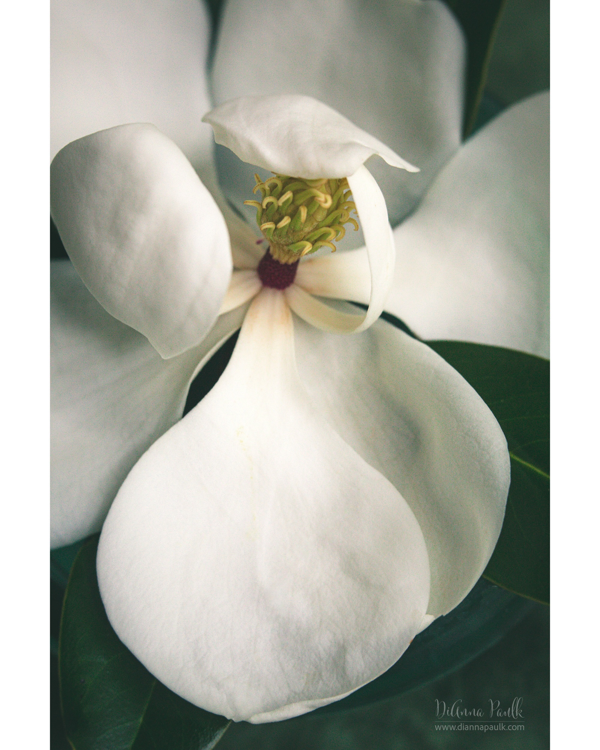 The unfolding of your word gives light; it gives understanding to the simple. - Psalm 119:130

This verse made me think of the opening of a magnolia blossom.

Posted today as part of the #glorifygodloop … Our goal is to glorify God through the creativity He has given us. To see today’s posts go to #glorifygodloop6_29_26

Canon 5D Mark III, Lensbaby Velvet 56, f/4, 1/80s, IOS 2500, window light

#magnolia #flowerphotography #shootextraordinary diannapaulkphotography @lensbabyusa