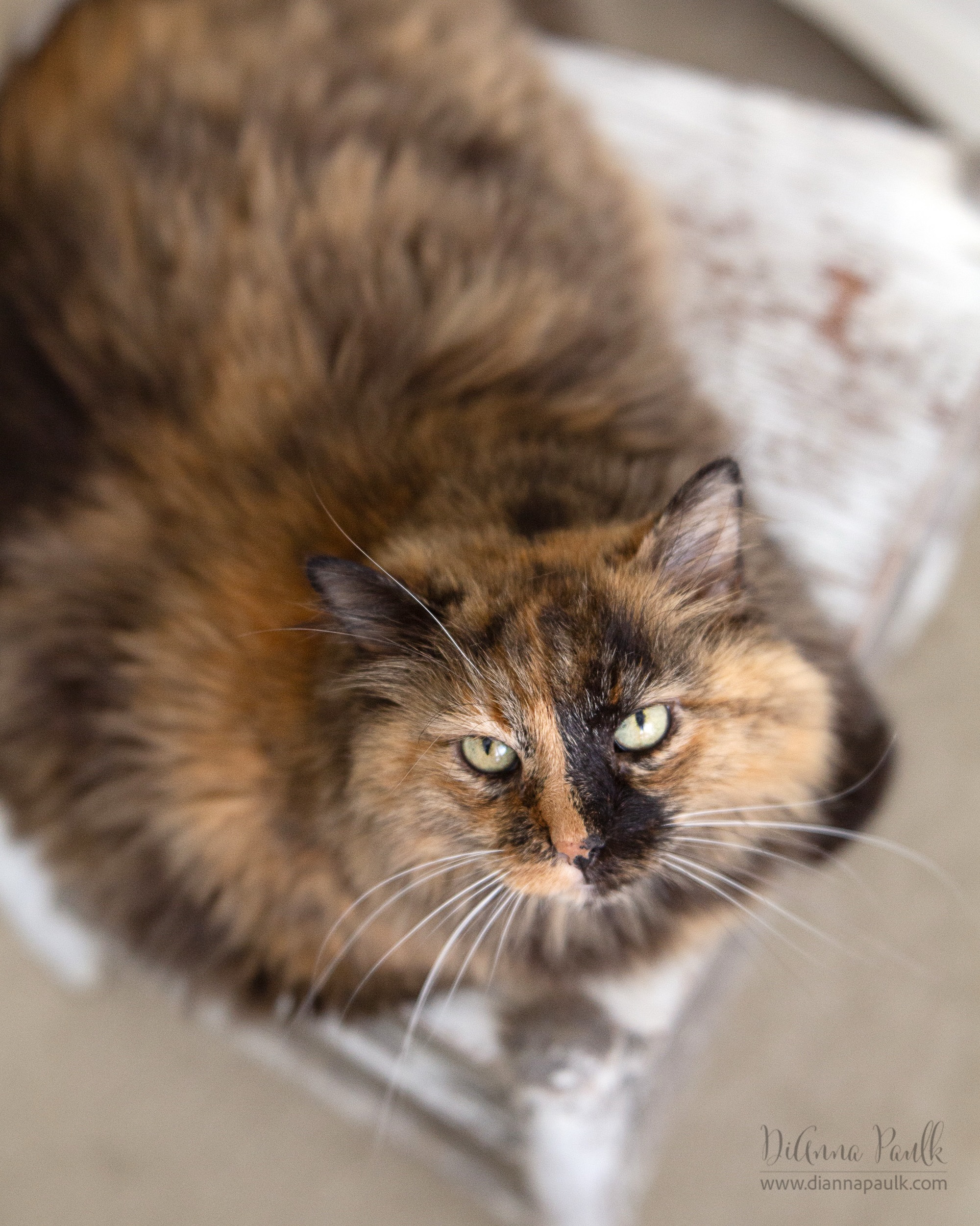 Rosie

I was photographing some still life images yesterday... on this white chair.  I walked out of the room to get something and came back to Rosie all comfy there. 😼 

Canon 5D Mark III, Lensbaby Velvet 56 at f/4, 1/125s, ISO 1250, window light

 #tortitude #tortiesofinstagram #petphotography #diannapaulkphotography #adoptdontshop❤️