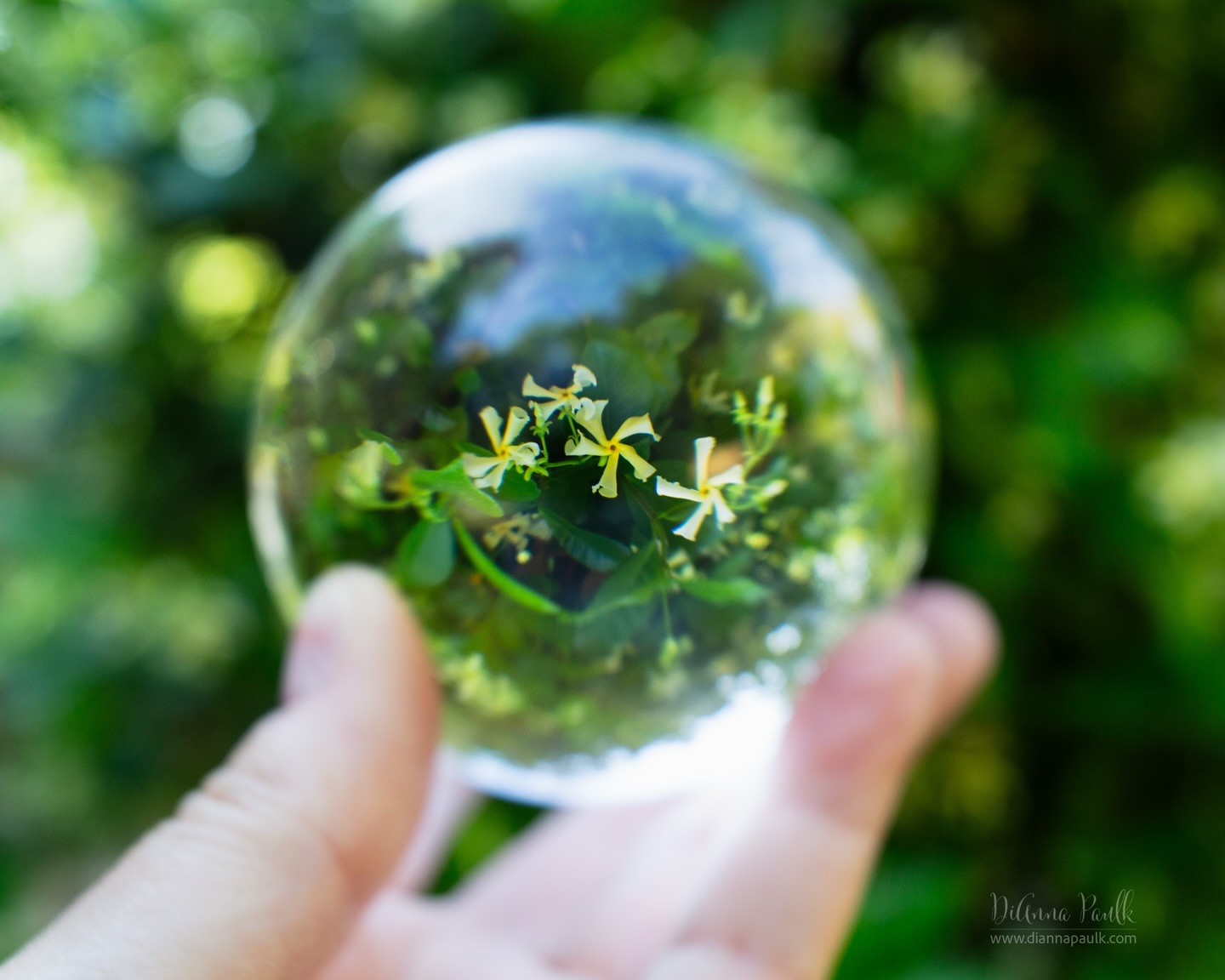 Macro Project 52: Reflection

I’m playing catch-up with my macro project.  I still have last week’s theme to photograph (flow) but this week is reflection.  I chose to use a lensball to capture a reflection of the Confederate Jasmine blooming now in Alabama.

Canon 5D Mark III, Lensbaby Velvet 28 f/4, ISO 800, 1/125 s

#shootextraordinary #lensball #2026macroproject52 #diannapaulkphotography #confederatejasmine @lensbabyusa