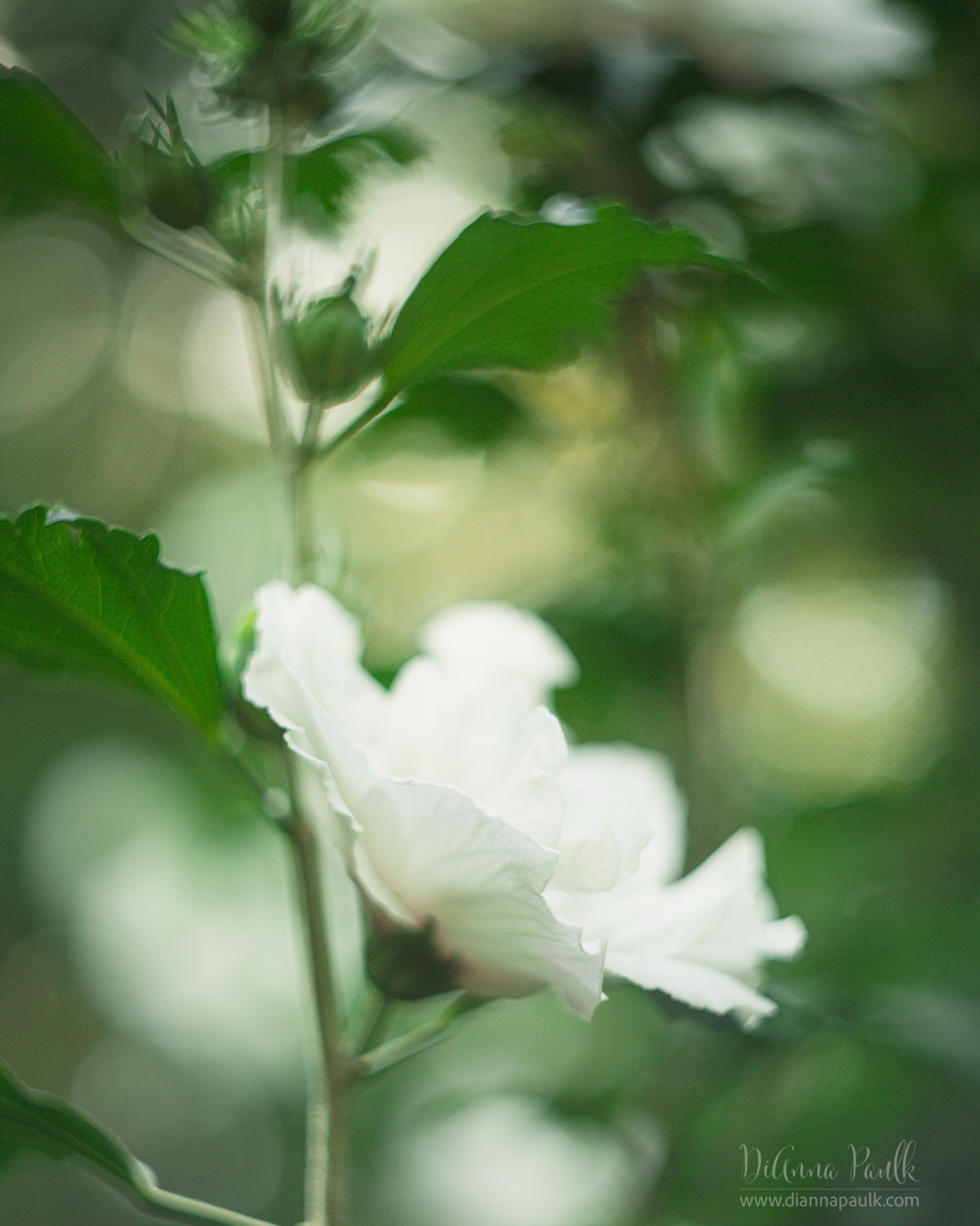 Hibiscus in Morning Light

Canon 5D Mark III, Helios 44-2 + Kenko 12mm, 1/160s, ISO 125

 Posted this beautiful but hot Monday morning to our #glorifygodloop … Our goal is to glorify God through the creativity He has given us. To see today’s posts go to #glorifygodloop8_17_26

“The Lord is my strength and my shield; my heart trusts in him, and he helps me”. 
Psalm 28:7

#diannapaulkphotography #hibiscus #helios442