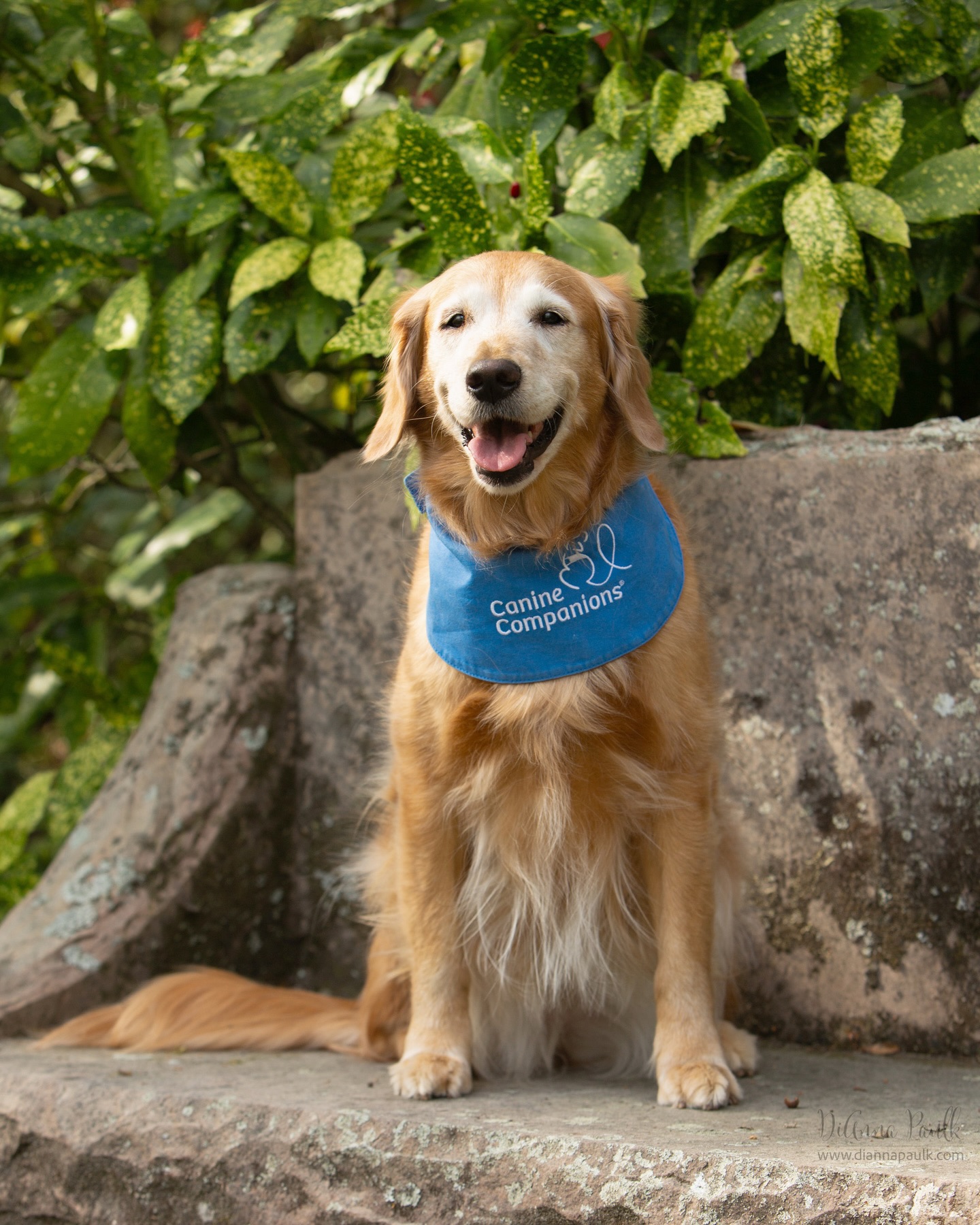 In March I had the honor of photographing Yahini shortly before her retirement as an Alabama Courthouse HERO Certified Facility Dog. 

This is a statewide program to assist in helping victims throughout the criminal process.  It is executed by the Office of Prosecution Services and funded by a grant reward through ADECA.  It is a fabulous program aimed at helping people, especially children, who have been victims of or have witnessed a crime.  One can learn more about the program on the website: https://opsheroinfo.org/

Yahini has served faithfully and has always given me the prettiest smile when I’ve had the opportunity to photograph her.  She is retiring into the loving care of her handler. 

#courthousedogs #petphotography #facilitydog #heroprogram #diannapaulkphotography