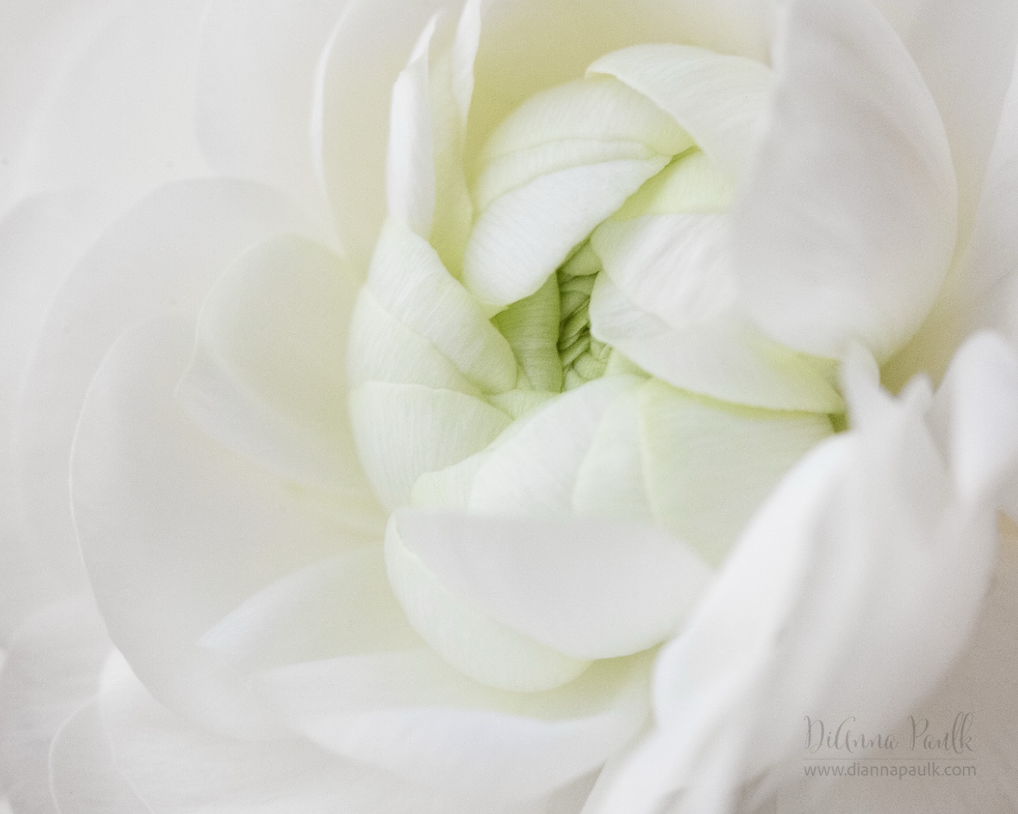 White Ranunculus

Posted for our  #glorifygodloop … Our goal is to glorify God through the creativity He has given us. To see today’s posts go to #glorifygodloop-8_3_2026

“The light shines in the darkness, and the darkness can never extinguish it.”
‭‭John‬ ‭1‬:‭5‬ ‭NLT

#ranunculus #flowerphotography #diannapaulkphotography