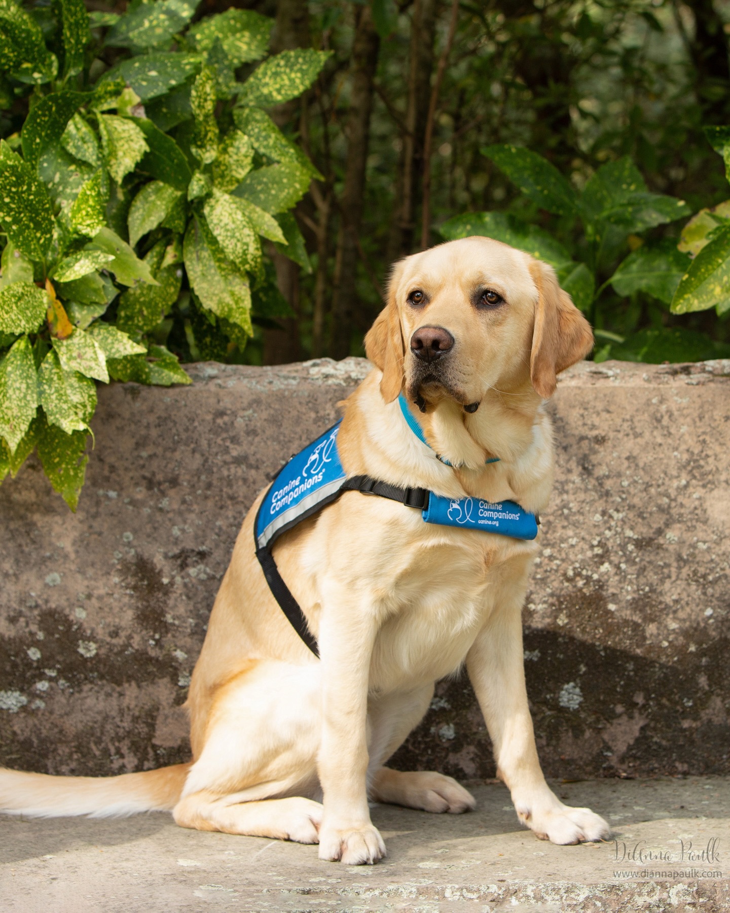 May I introduce Justin VII, a new Alabama Courthouse HERO Certified Facility Dog.  I had the honor of photographing Justin a few weeks ago. 

This is a statewide program to assist in helping victims throughout the criminal process.  It is executed by the Office of Prosecution Services and funded by a grant reward through ADECA.  It is a fabulous program aimed at helping people, especially children, who have been victims of or have witnessed a crime.  One can learn more about the program on the website: https://opsheroinfo.org/

#courthousedogs #petphotography #facilitydog #petphotographer #diannapaulkphotography