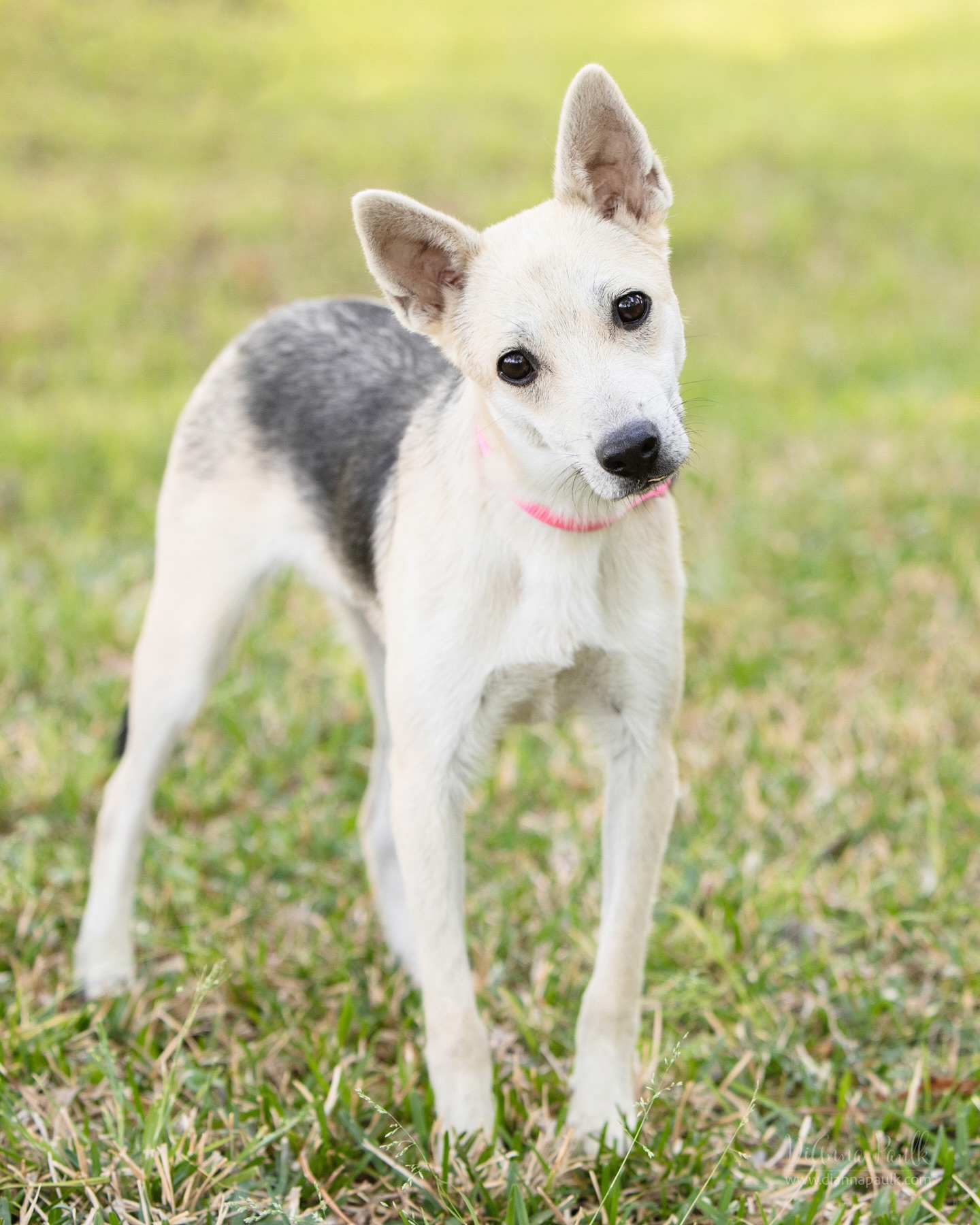 Roscoe is a 6 month old German Shepherd and weighs about 20 lbs.  He is available for adoption through Helping Shepherds of Every Color in Montgomery AL.  To learn more about Roscoe and to complete an application to foster and/or adopt please visit their website: https://www.helpingshepherdsofeverycolor.com/

#dogphotography #petphotography #adoptdontshop #germanshepherds #diannapaulkphotography