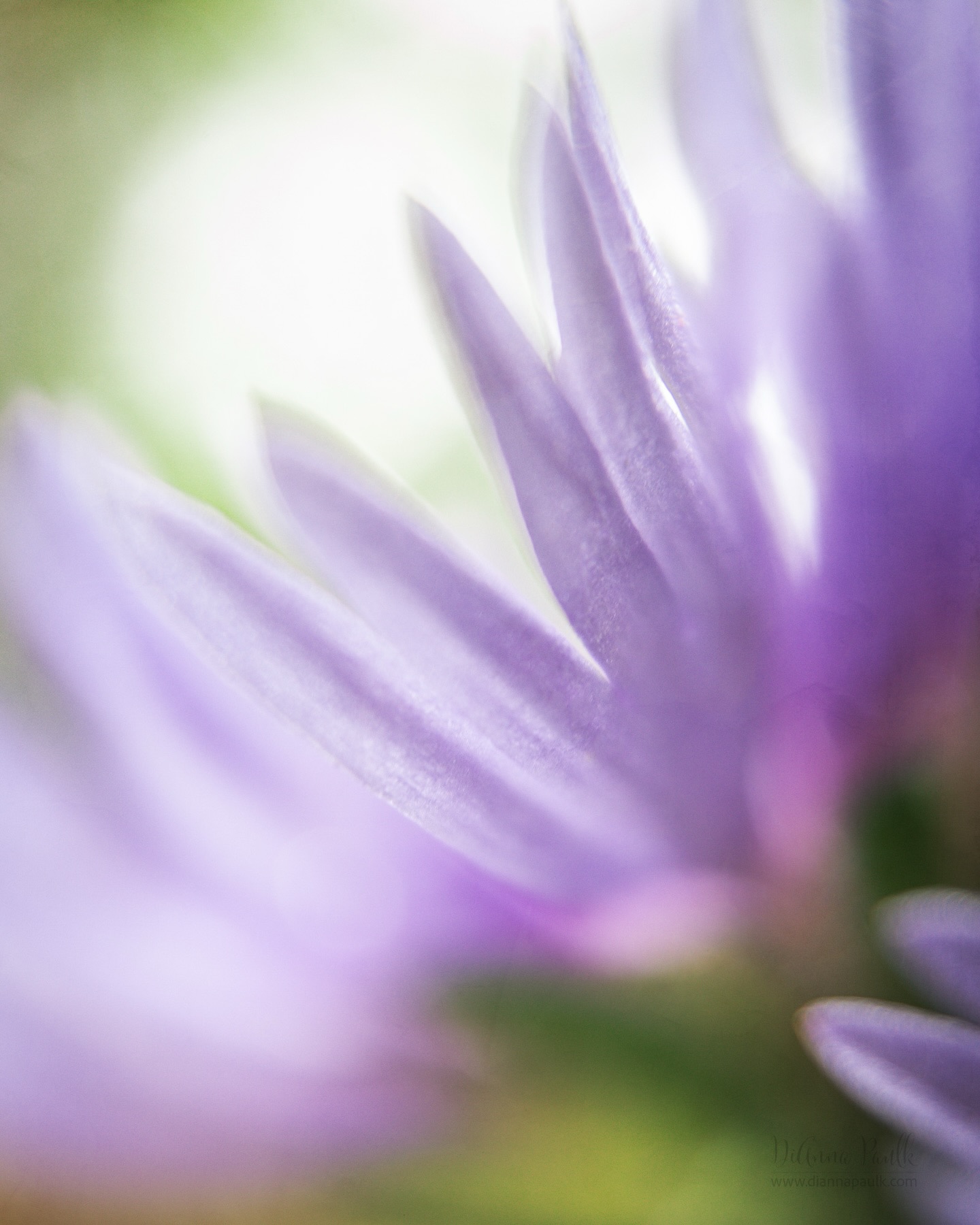 Macro Project 52: Purple

Canon 5D Mark IV, Lensbaby Velvet 28 + Kenko 36mm Extension Tube, f/4, 1/125s, ISO 500.

#shootextraordinary #2026macroproject52 #purple #diannapaulkphotography #macrophotography @lensbabyusa