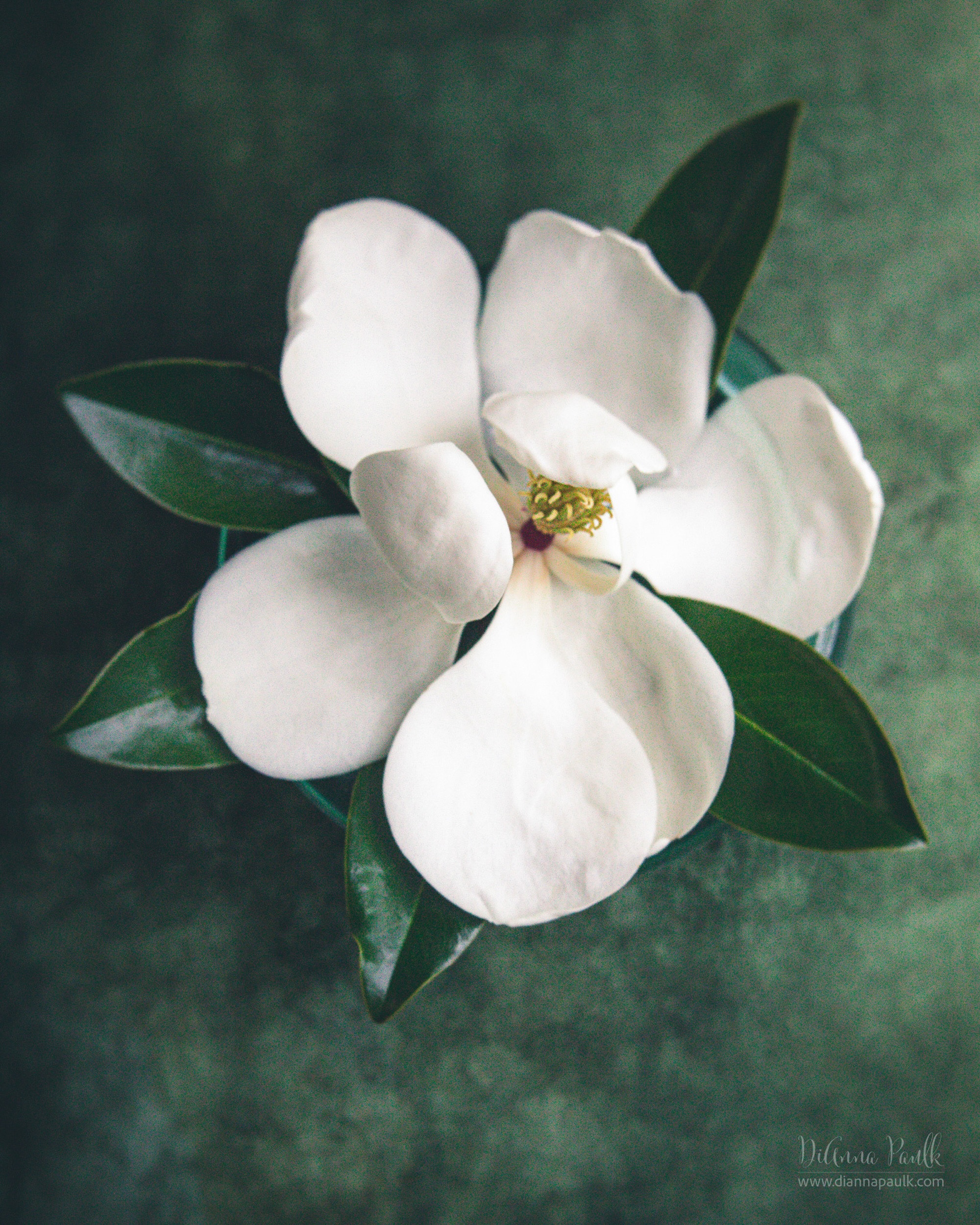 Magnolia

I’ve been trying for years to find a Magnolia bloom in perfect condition to photograph.  Their blooms are so delicate and temperamental!  I finally found one on our tree yesterday !

Canon 5D Mark III, Lensbaby Velvet 56, f/4, 1/80s, ISO 2500, Window light camera right (rainy day so I had to push the iso way up!)

#magnolia #diannapaulkphotography #flowerphotography #shootextraordinary @lensbabyusa