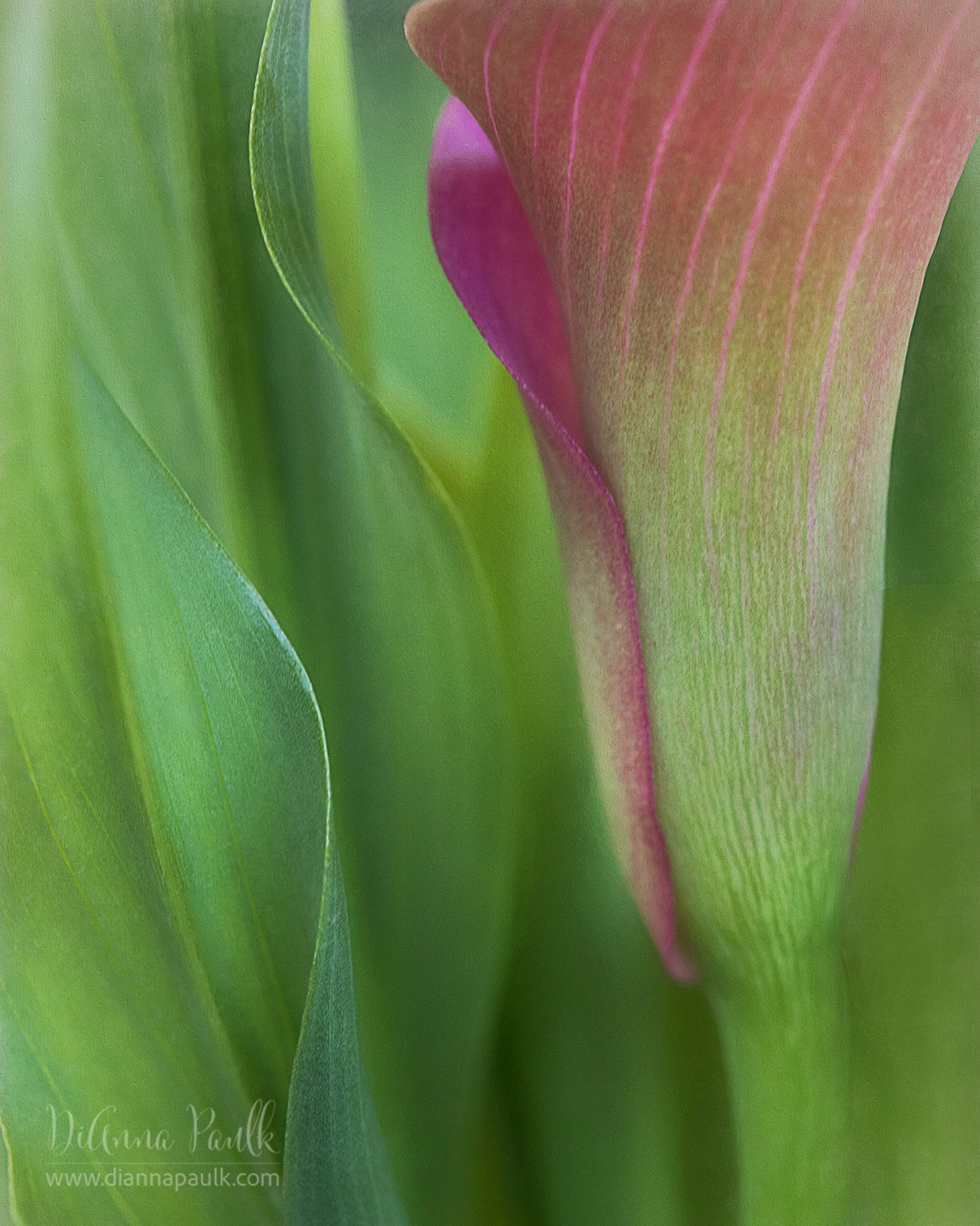 Cana Lily

Canon 5D Mark IV, Canon 100 mm f/2.8 macro lens, f/4.5, 1/100s, ISO 2000

Posted for our Monday Glorify God #glorifygodloop … Our goal is to glorify God through the creativity He has given us. To see today’s posts go to #glorifygodloop8_10_26

“I waited patiently for the Lord; And He inclined to me, And heard my cry. He also brought me up out of a horrible pit, Out of the miry clay, And set my feet upon a rock, And established my steps. He has put a new song in my mouth— Praise to our God; Many will see it and fear, And will trust in the Lord.”
‭‭Psalms‬ ‭40‬:‭1‬-‭3‬

#canalily #diannapaulkphotography
